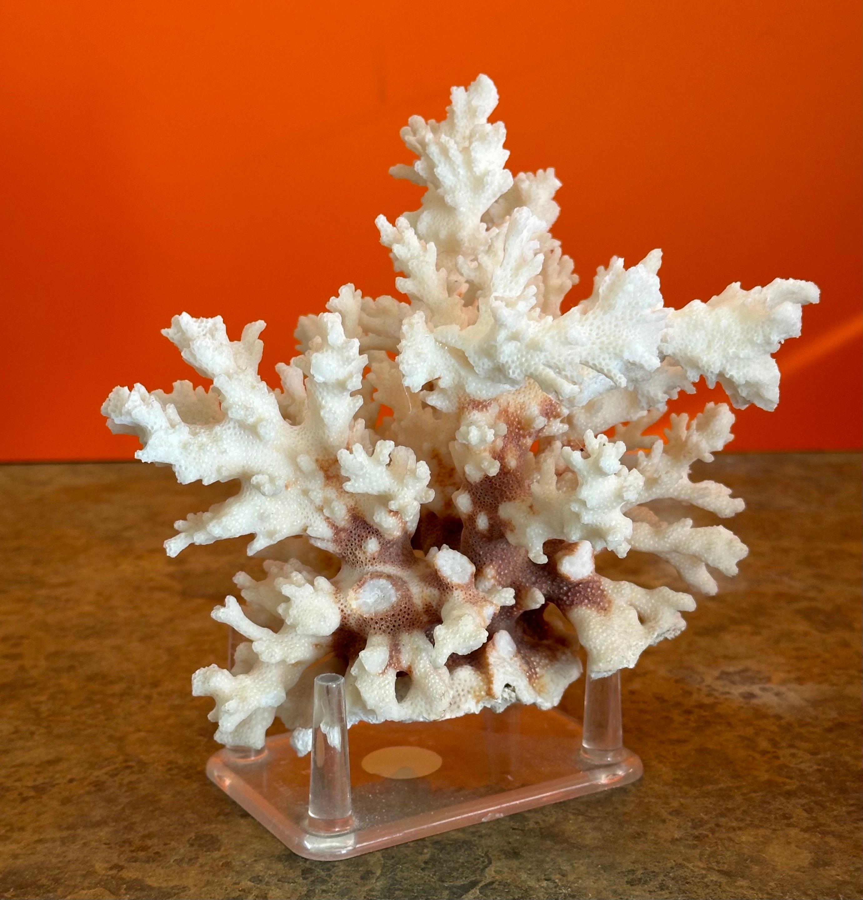 20th Century Natural White Sea Coral Specimen on Stand