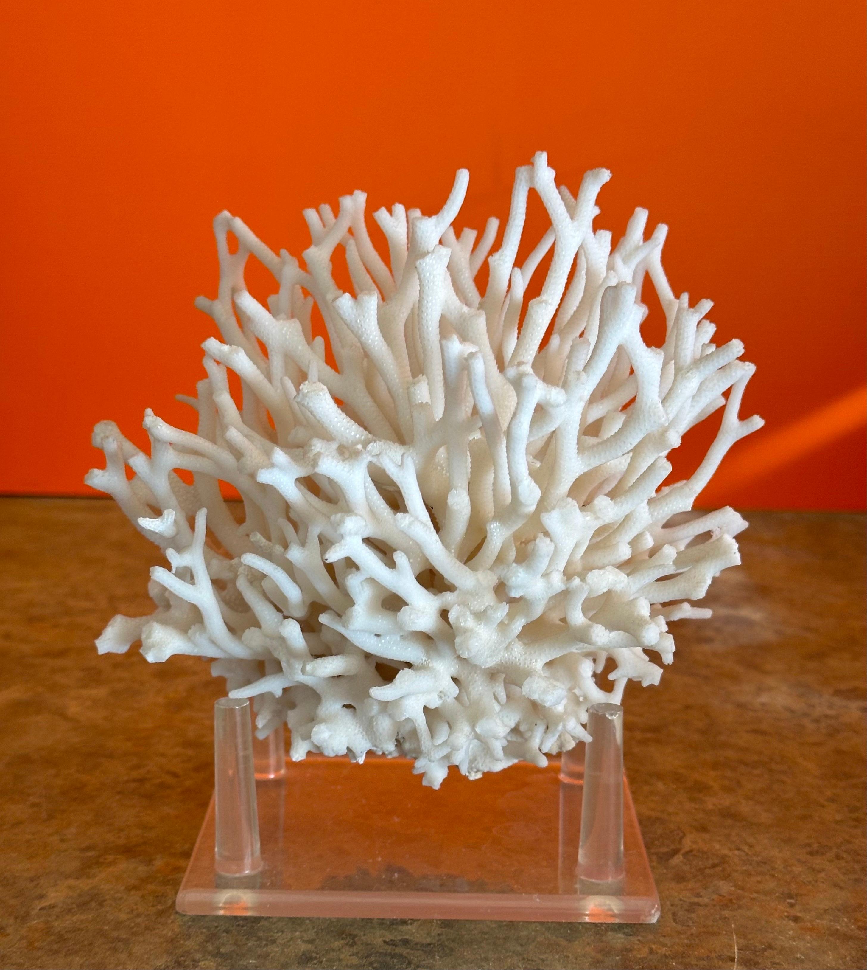 Natural White Sea Coral Specimen on Stand 1