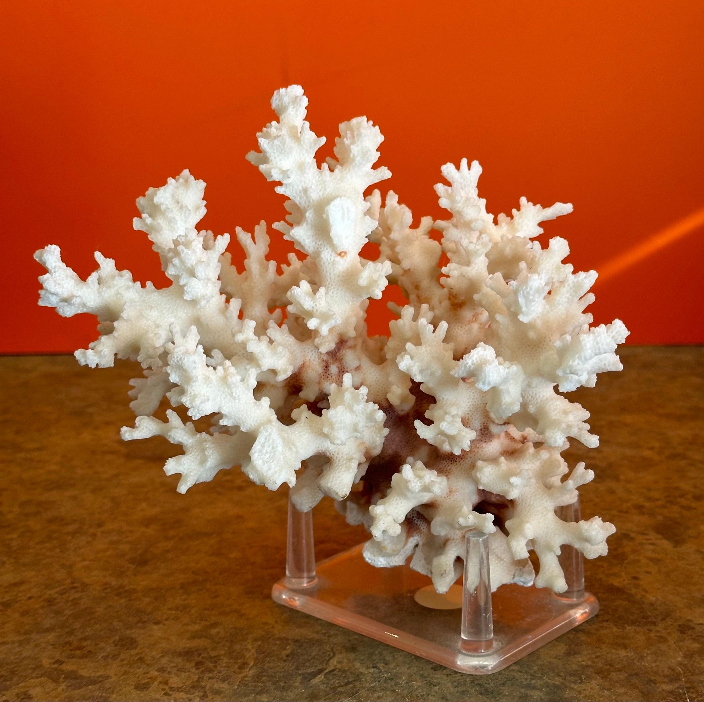 Natural White Sea Coral Specimen on Stand 1
