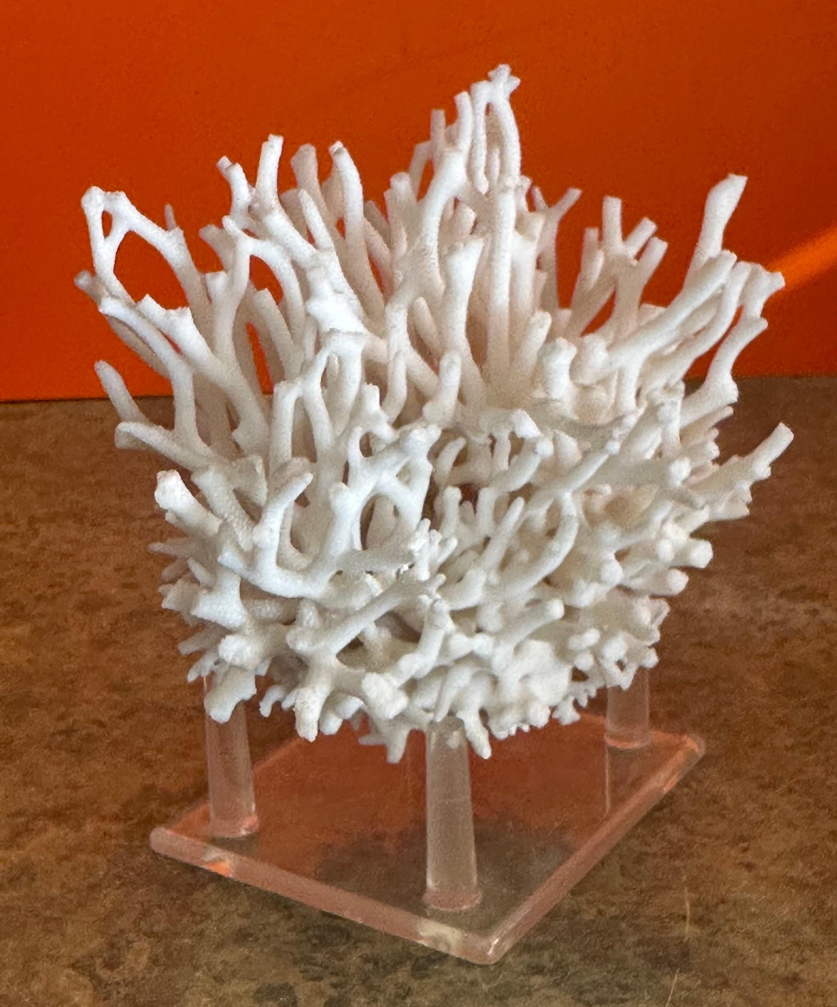 Natural White Sea Coral Specimen on Stand 2