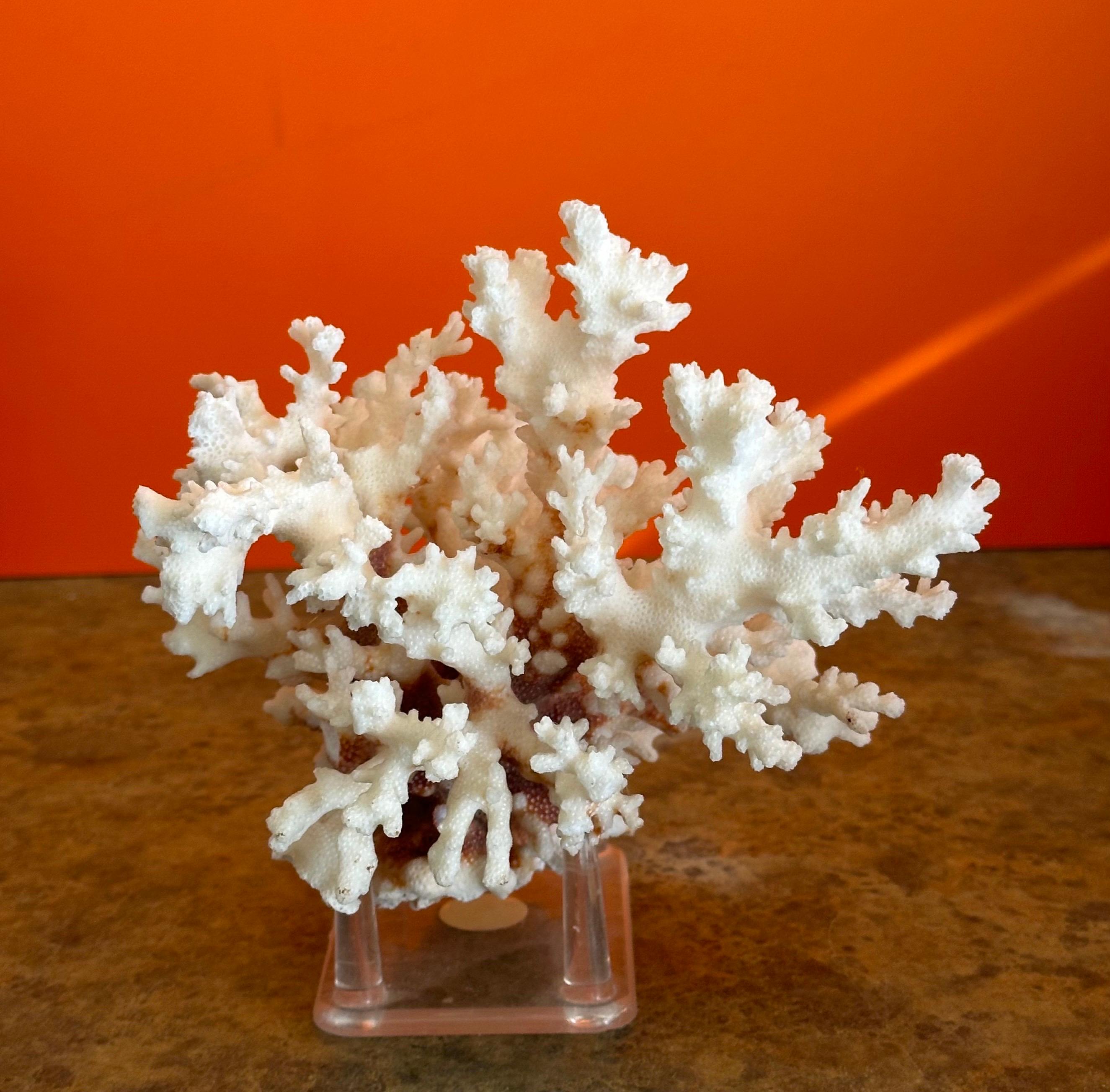 Natural White Sea Coral Specimen on Stand 2