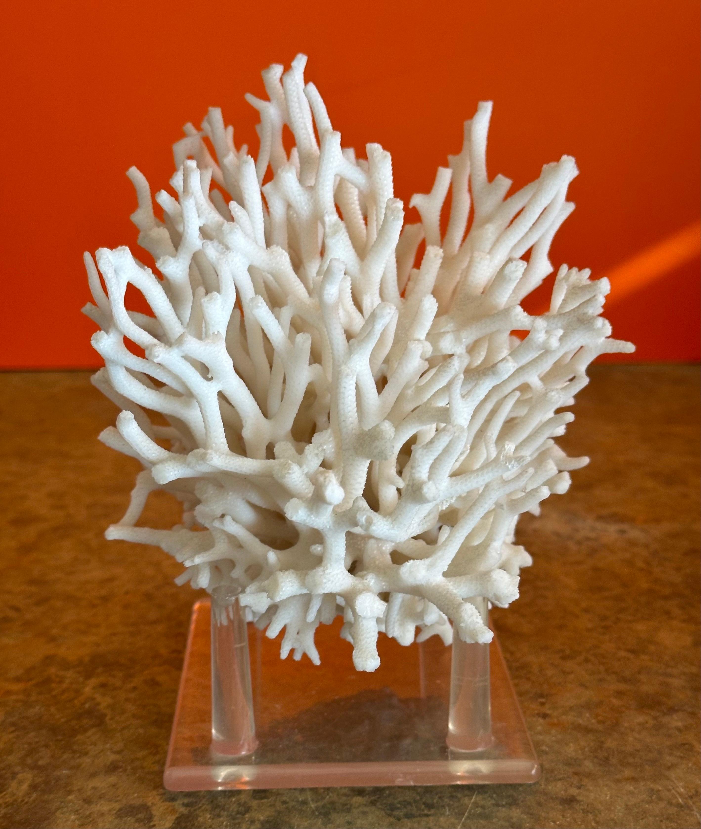 Natural White Sea Coral Specimen on Stand 3