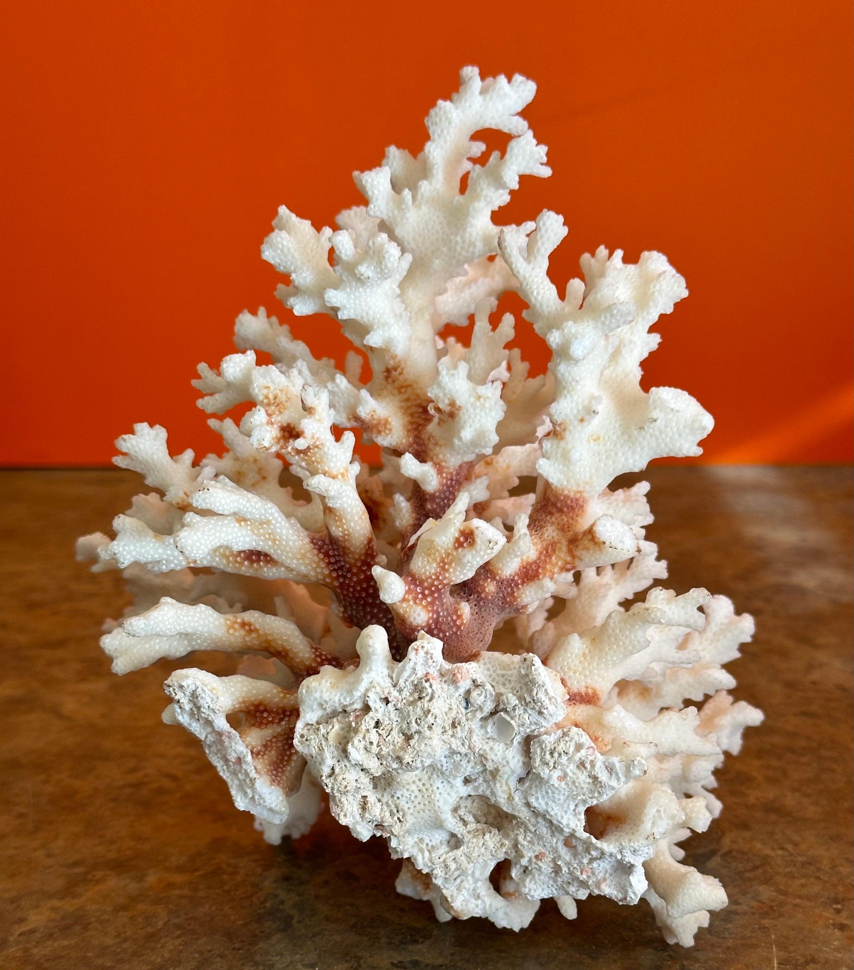 Natural White Sea Coral Specimen on Stand 3