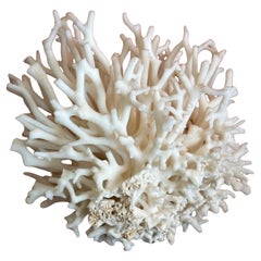 Natural White Sea Coral Specimen on Stand