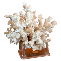 Specimen di corallo marino bianco naturale su supporto