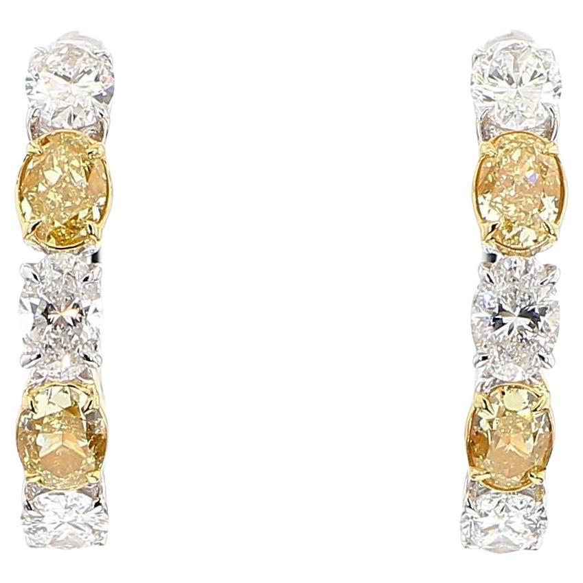 Natürlicher gelber ovaler Diamant 2.13 Karat TW Gold Creolen im Angebot