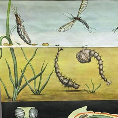 Naturalistic Art Print by Jung Koch Quentell Mosquito Midges Insect Wall Chart