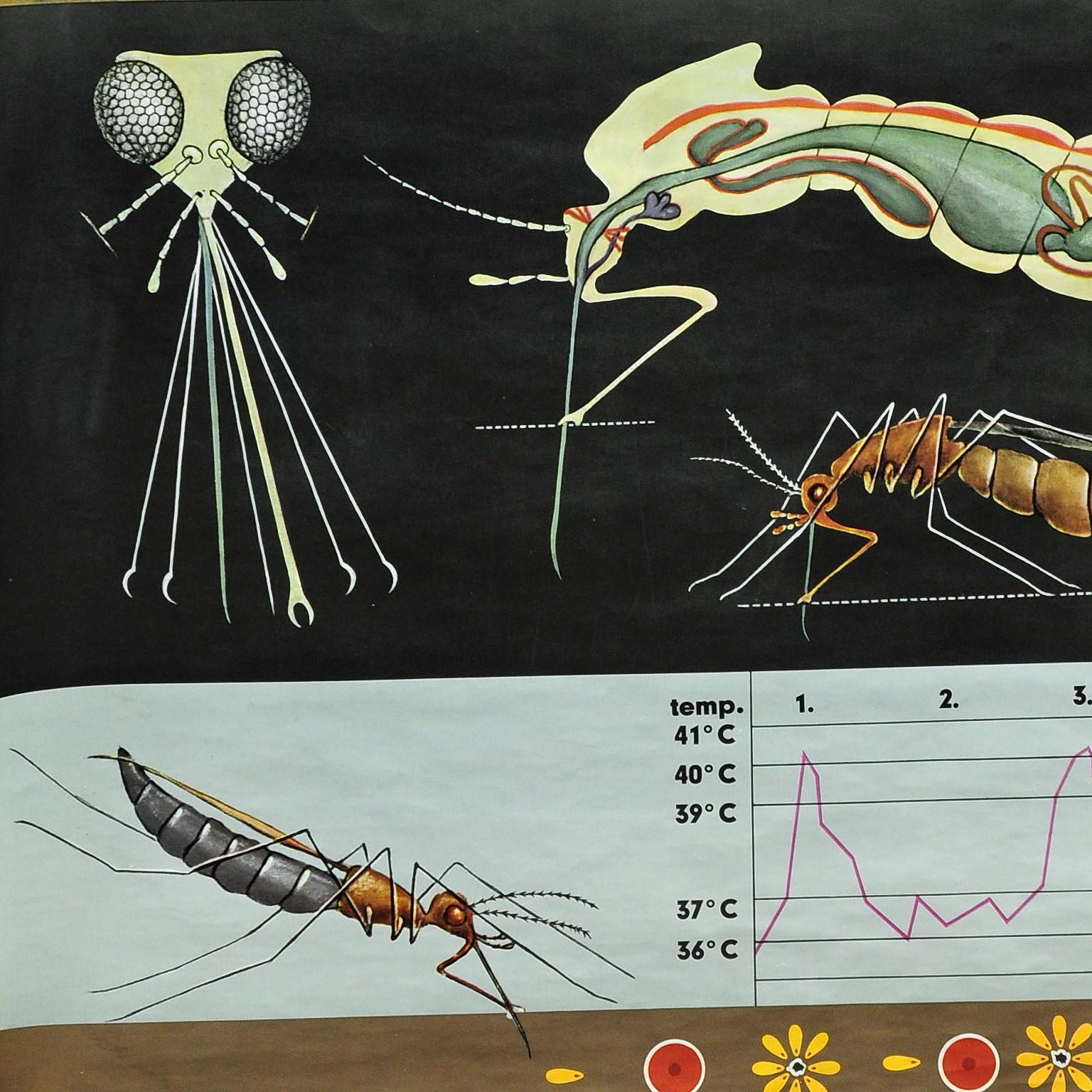 Country Naturalistic Art Print by Jung Koch Quentell Mosquito Midges Insect Wall Chart For Sale
