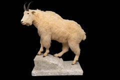 Capra di montagna naturalistica a grandezza naturale montata di qualità superiore