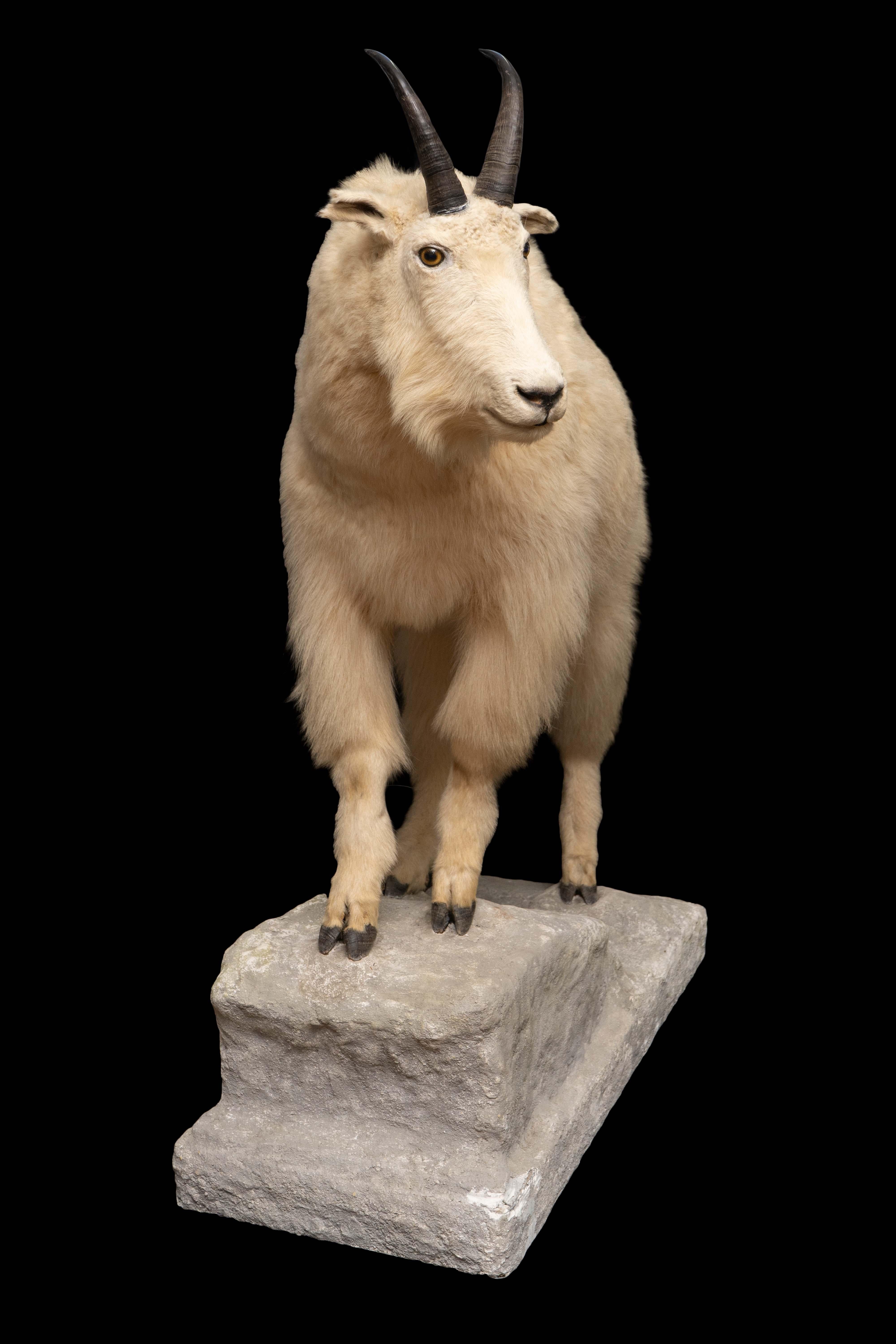 mountain goat size