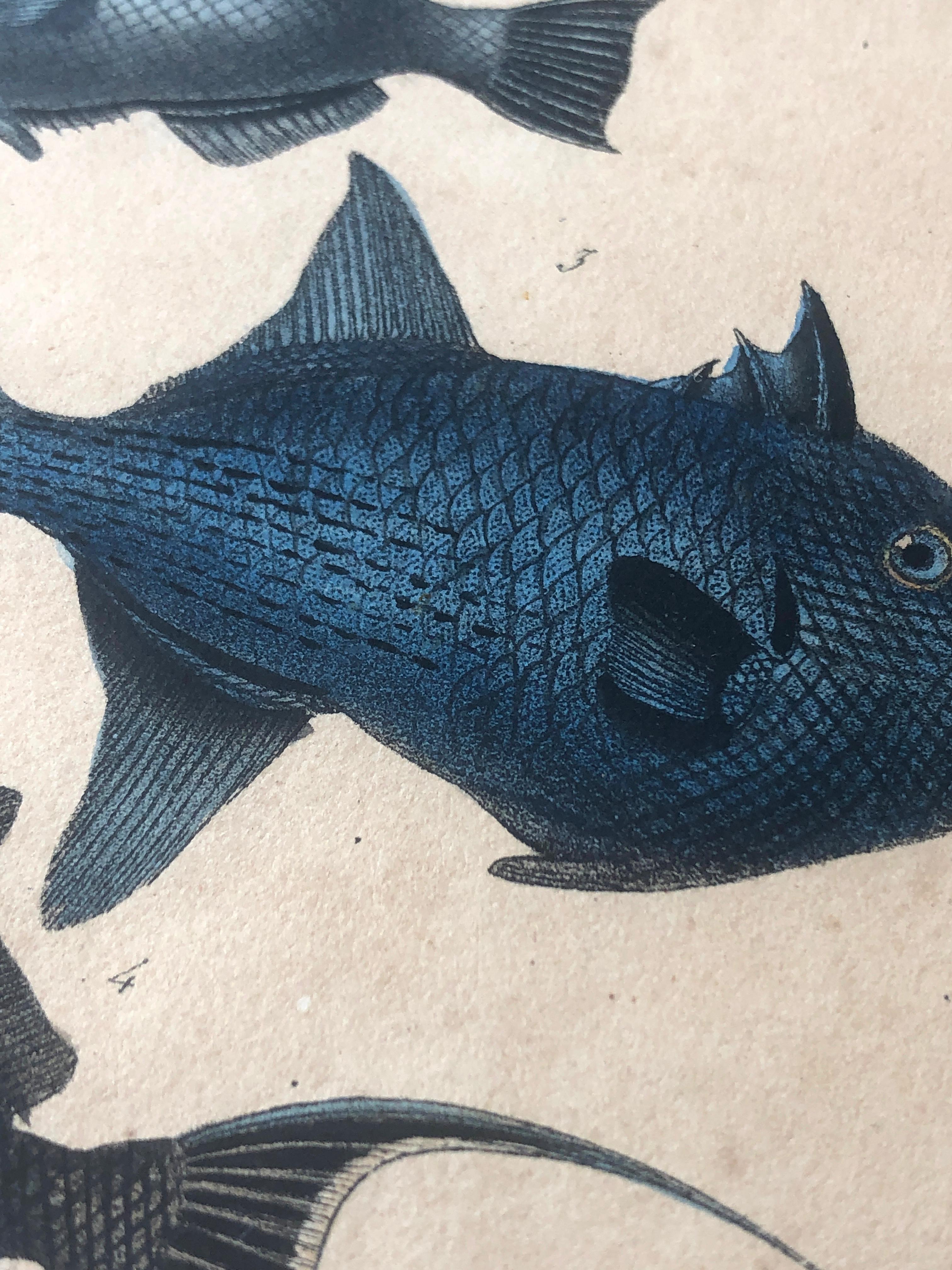 Natural history Lithographie, 4 tropische Fische – Teller 32 – P. Oudart & C. Motte, Naturgeschichte im Angebot 1