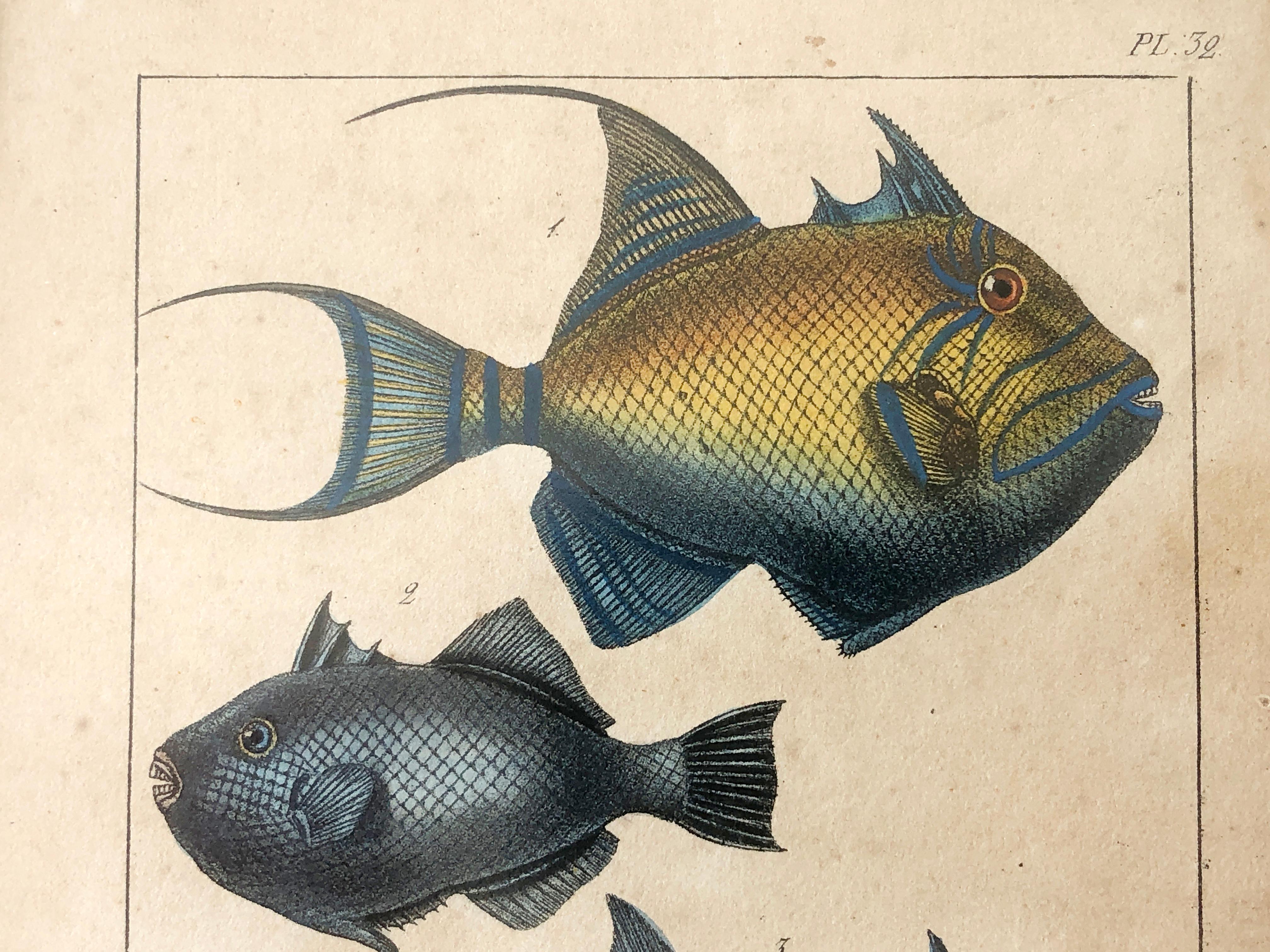Natural history lithograph, 4 tropical fish - Plate 32 - P. Oudart & C. Motte For Sale 3