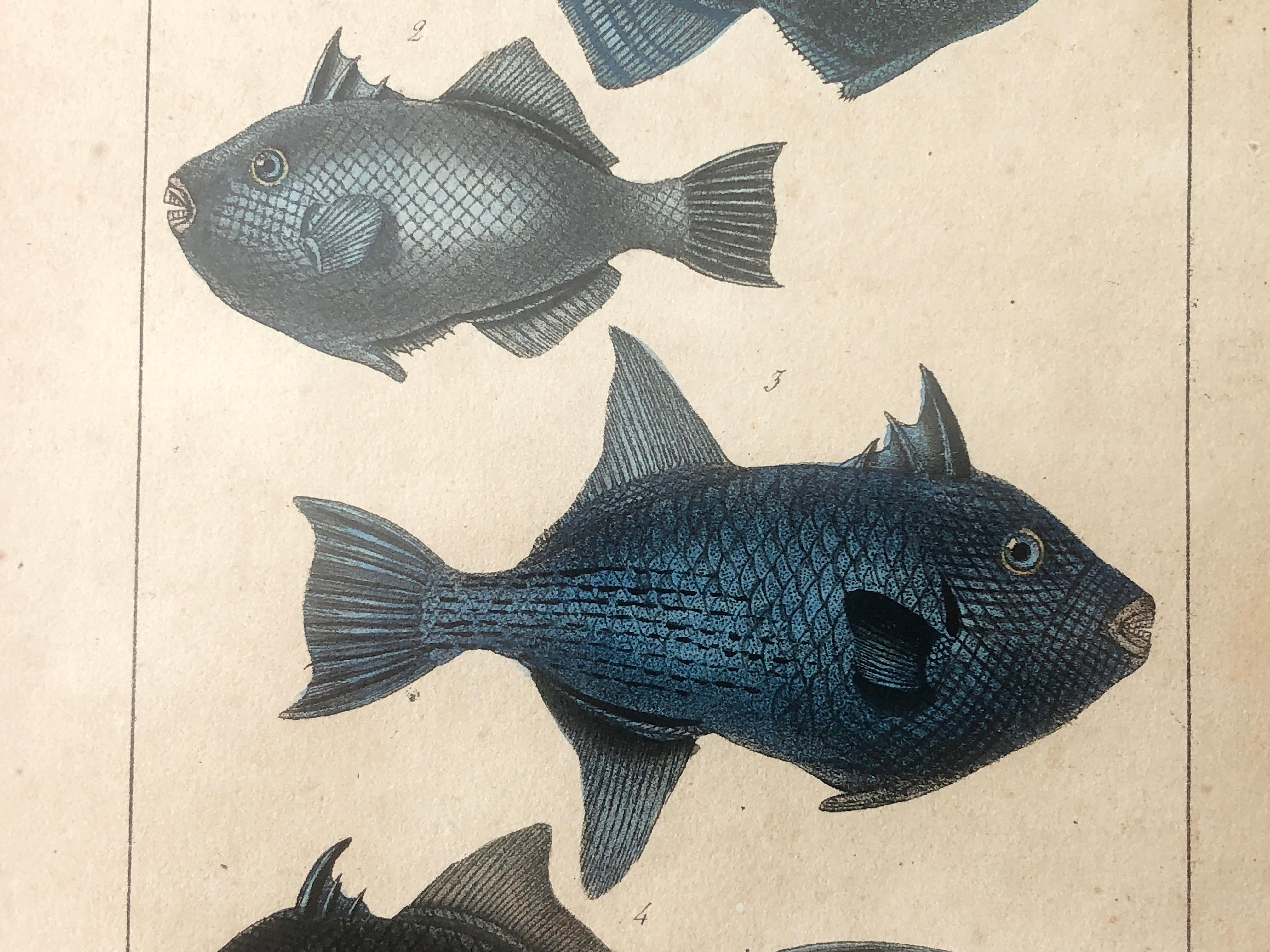 Natural history Lithographie, 4 tropische Fische – Teller 32 – P. Oudart & C. Motte, Naturgeschichte im Angebot 3