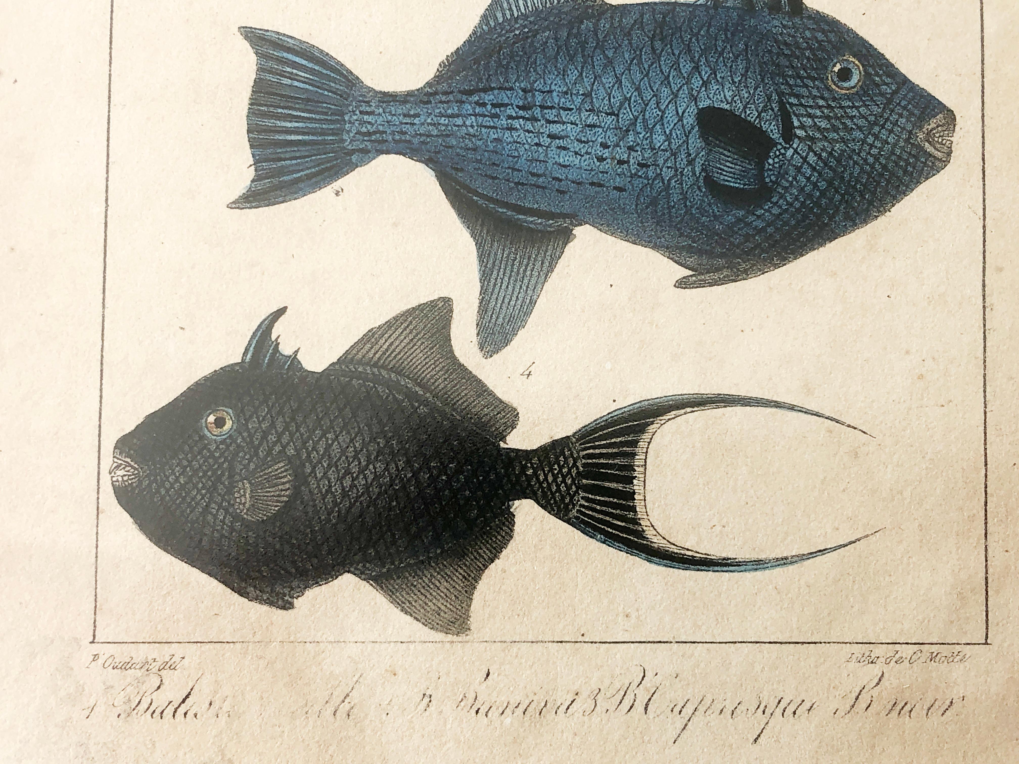 Natural history Lithographie, 4 tropische Fische – Teller 32 – P. Oudart & C. Motte, Naturgeschichte im Angebot 4