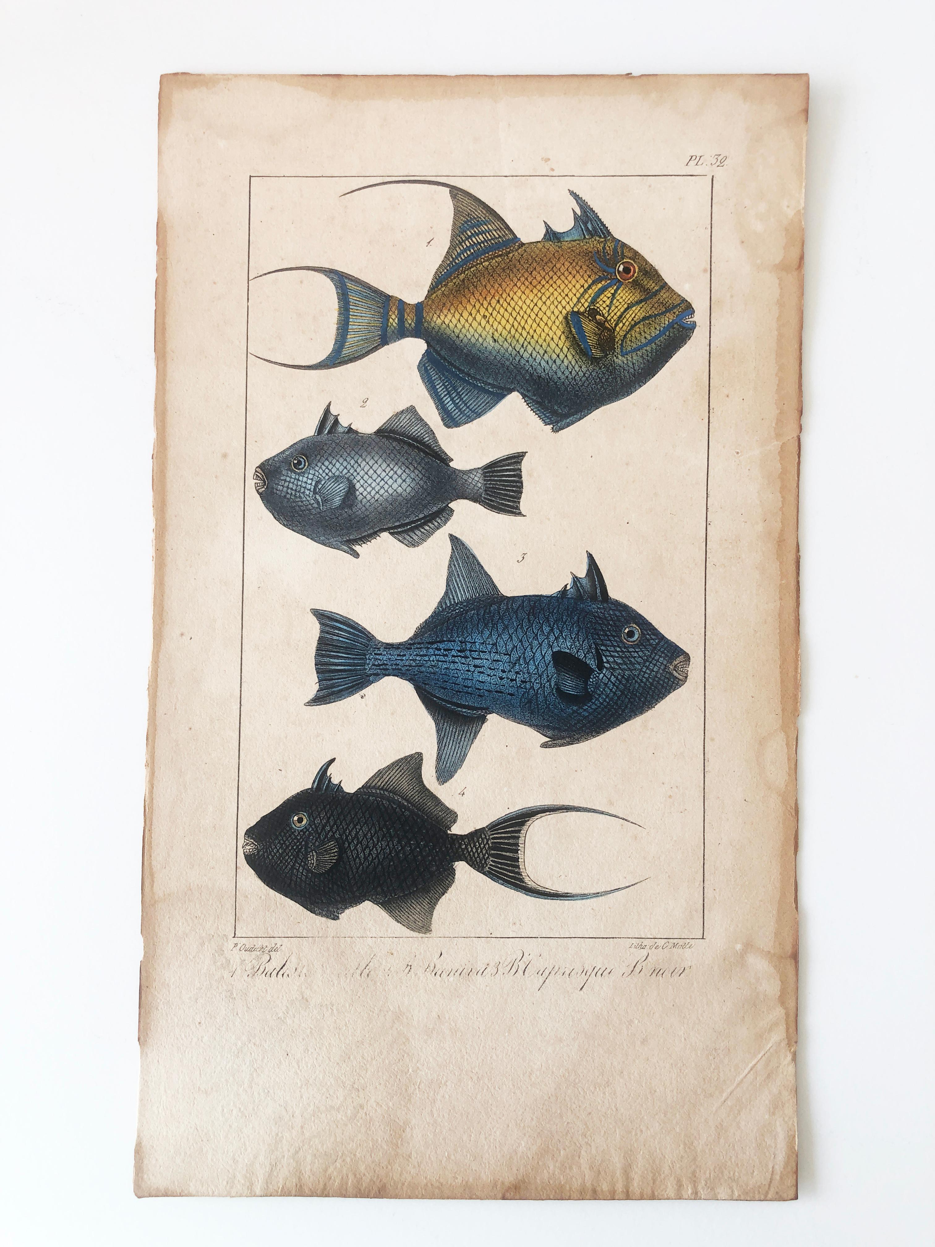 Natural history lithograph, 4 tropical fish - Plate 32 - P. Oudart & C. Motte For Sale 6