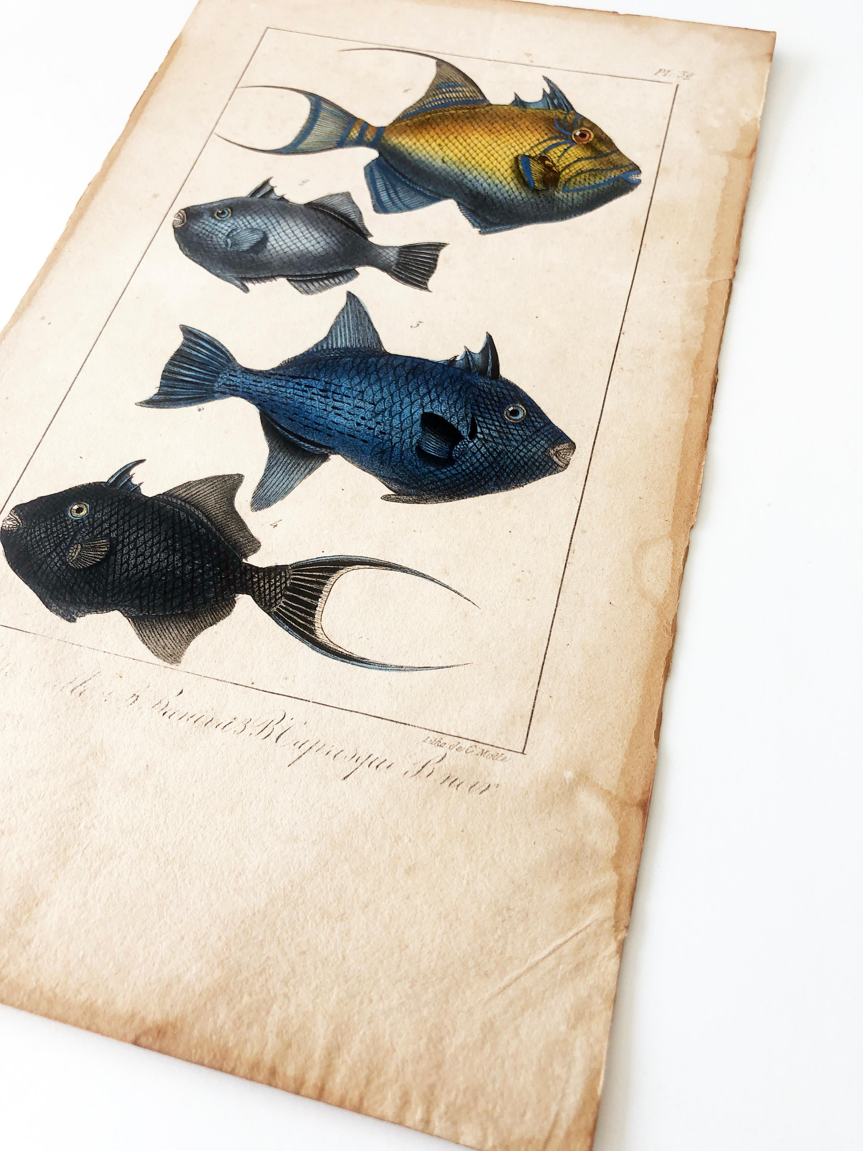 Natural history Lithographie, 4 tropische Fische – Teller 32 – P. Oudart & C. Motte, Naturgeschichte im Angebot 6
