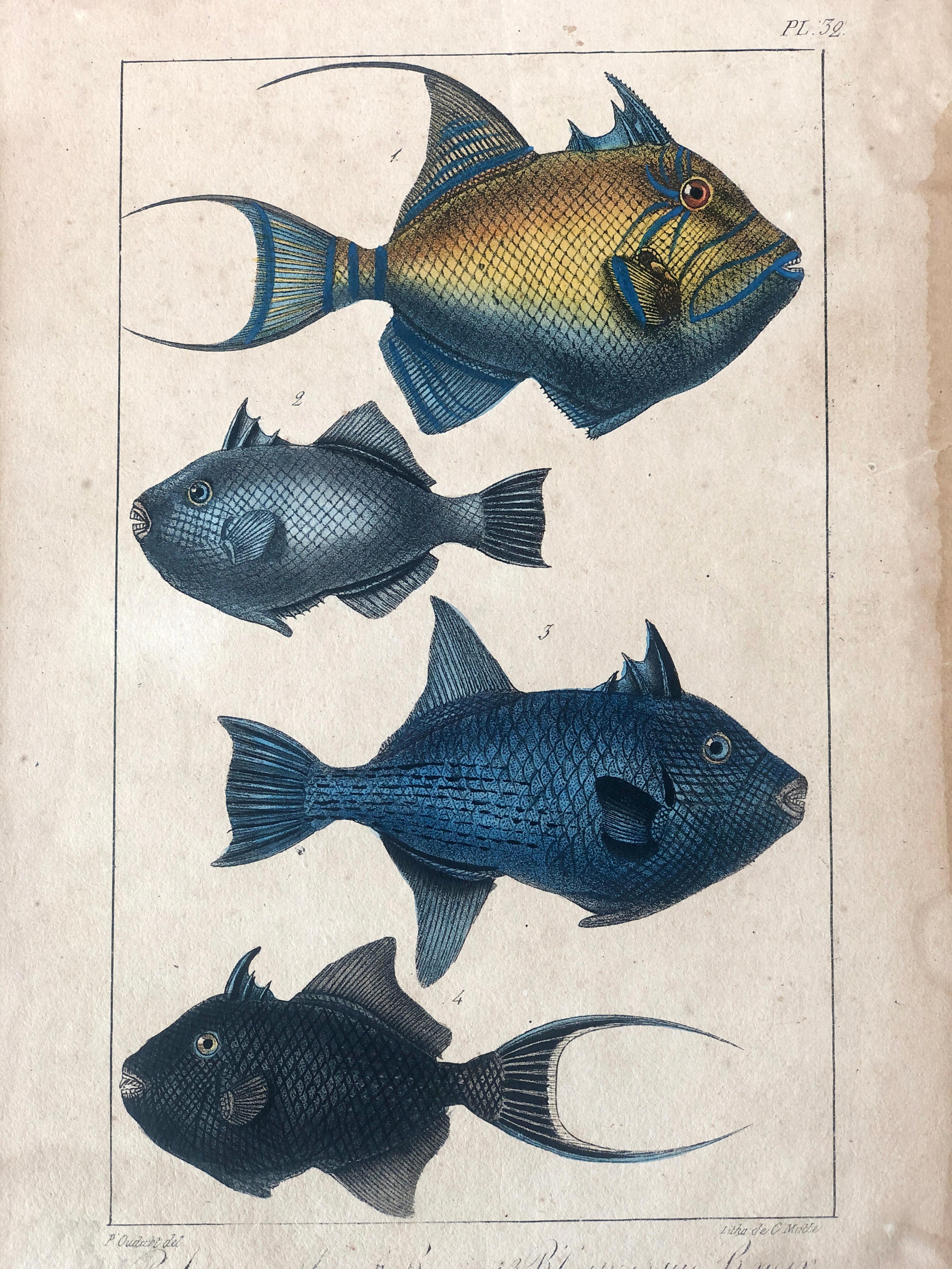Natural history lithograph, 4 tropical fish - Plate 32 - P. Oudart & C. Motte For Sale 8