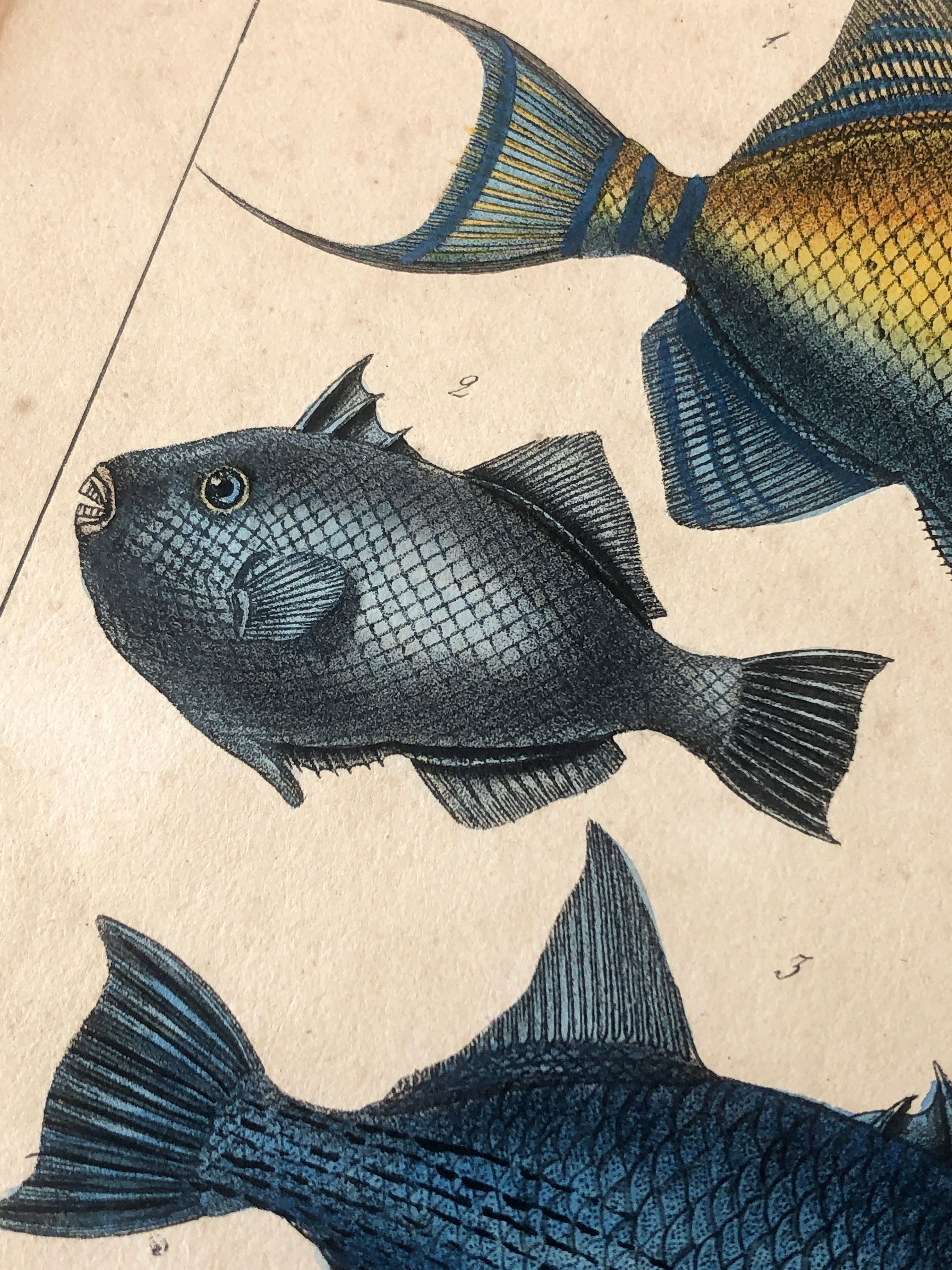 Natural history lithograph, 4 tropical fish - Plate 32 - P. Oudart & C. Motte For Sale 11