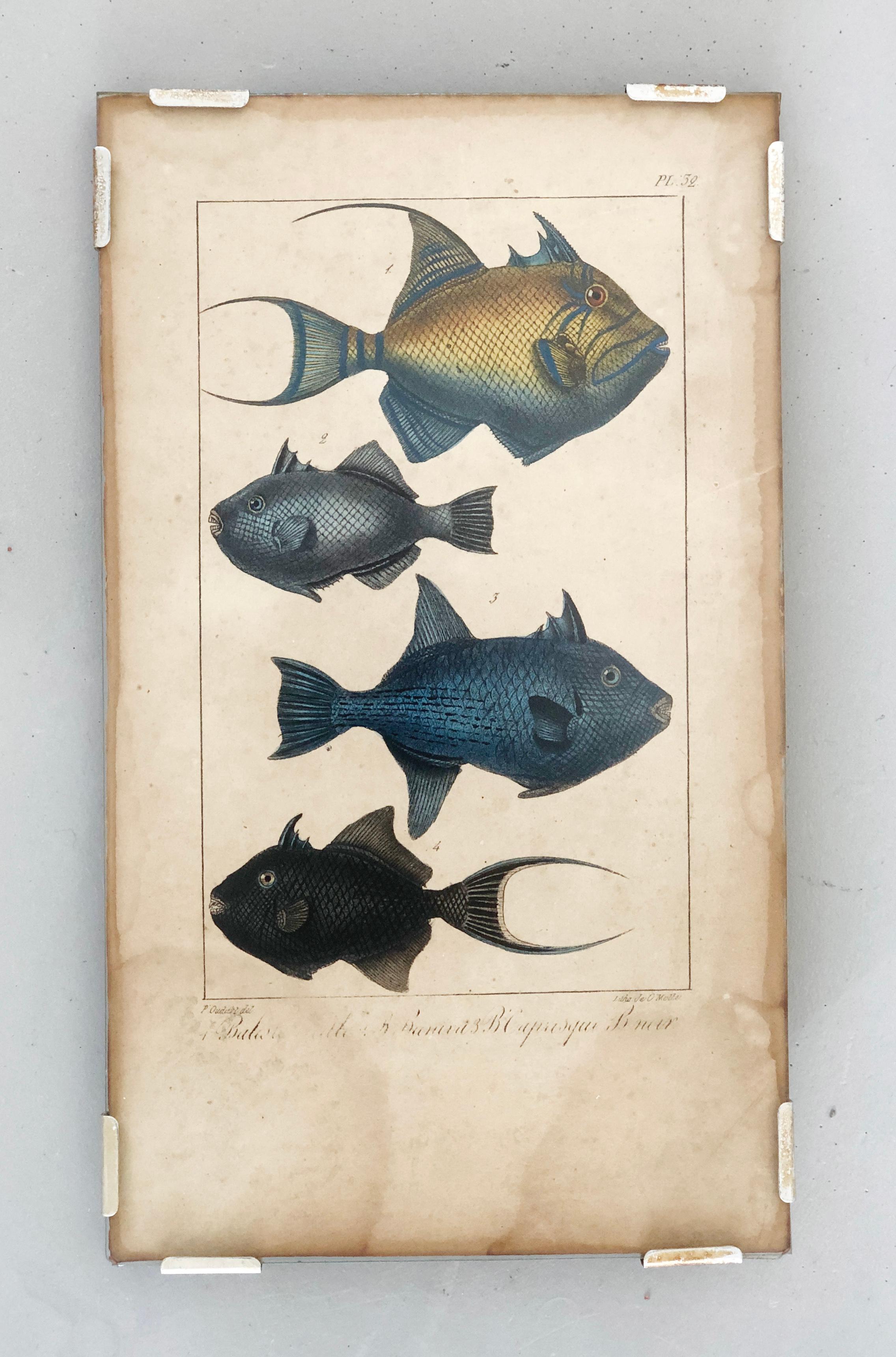 Naturaly history lithograph, 4 tropical fish - Plate 32 - P. Oudart & C. Motte.
In style of Maria Sibylla Merian

This is a hand-colored lithograph depicting 