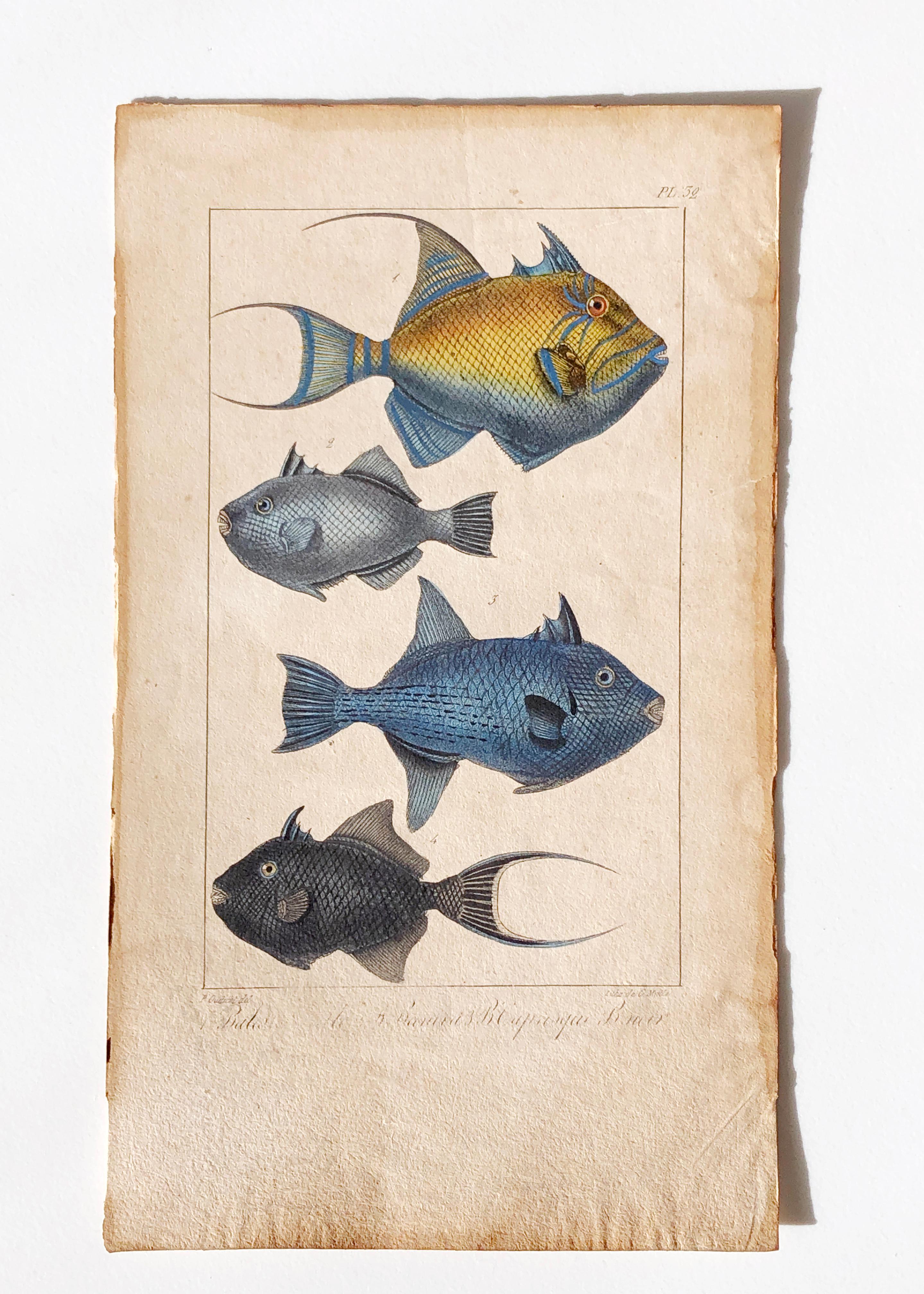 Other Natural history lithograph, 4 tropical fish - Plate 32 - P. Oudart & C. Motte For Sale