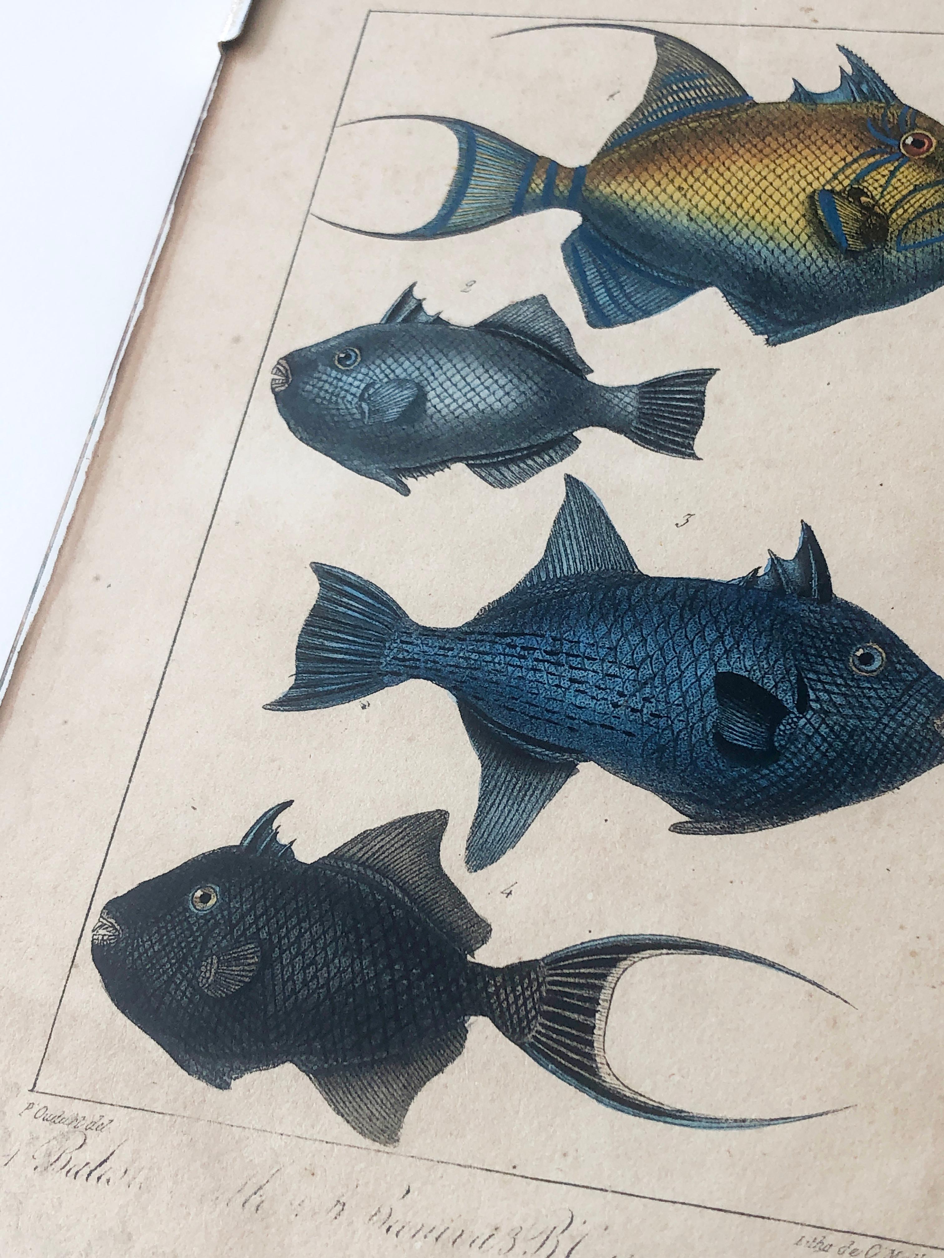 Metal Natural history lithograph, 4 tropical fish - Plate 32 - P. Oudart & C. Motte For Sale