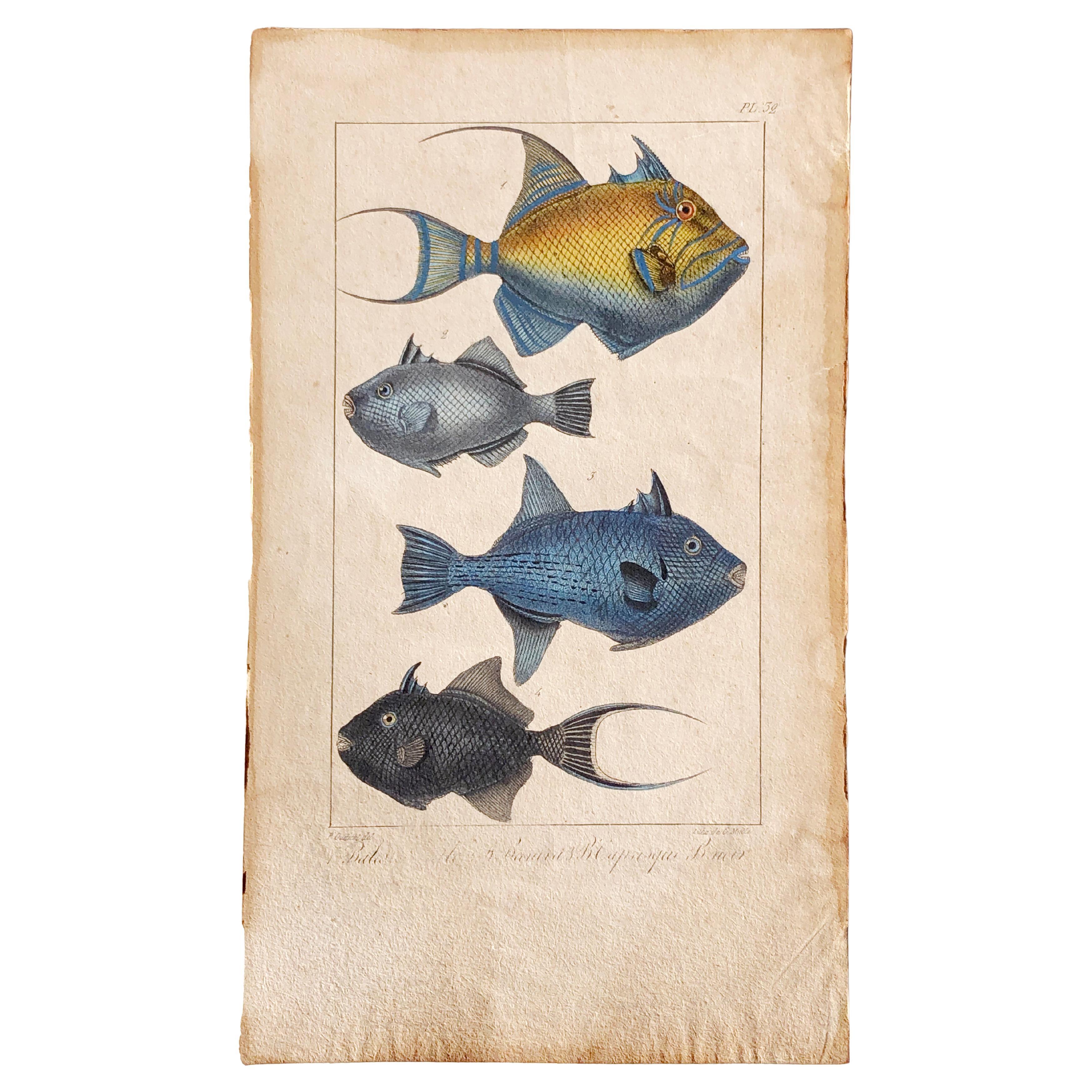 Natural history lithograph, 4 tropical fish - Plate 32 - P. Oudart & C. Motte For Sale