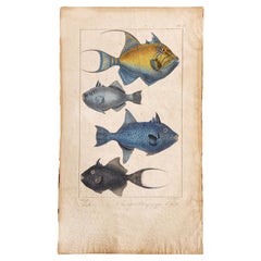 Natural history lithograph, 4 tropical fish - Plate 32 - P. Oudart & C. Motte