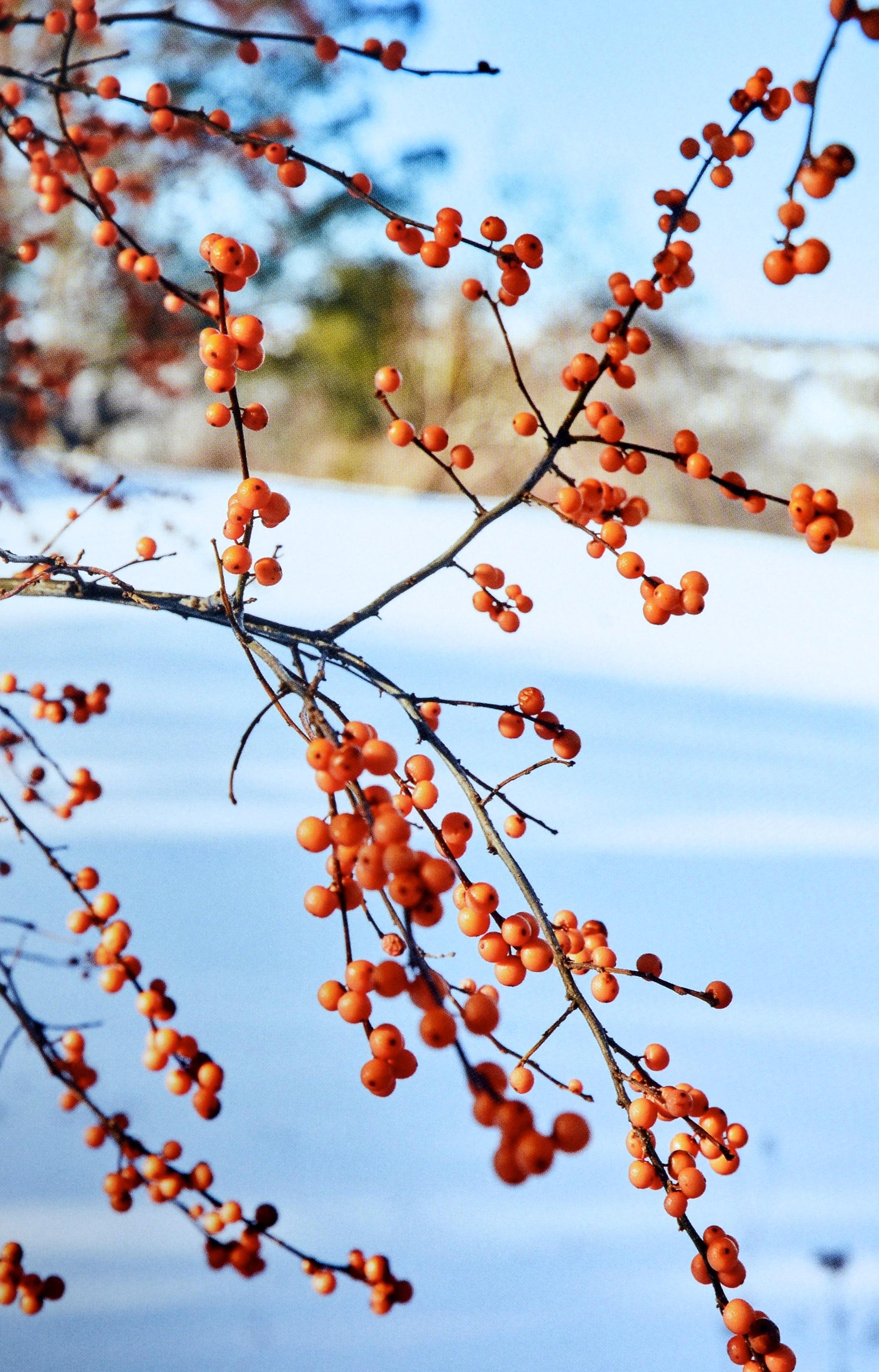De la nature à l'art : Les jardins d'I Hill par Thomas Hill, 1ère éd. en vente 7