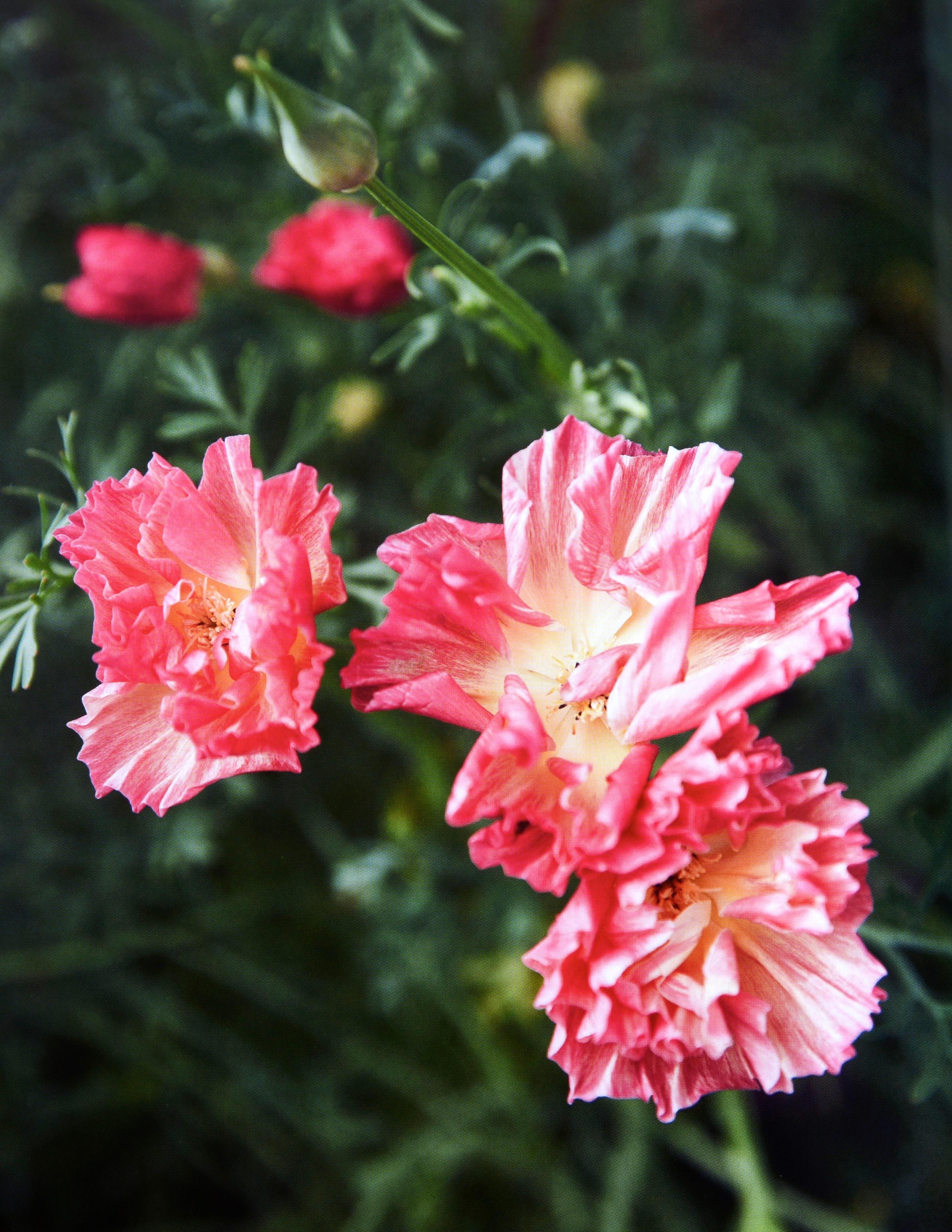 De la nature à l'art : Les jardins d'I Hill par Thomas Hill, 1ère éd. en vente 11