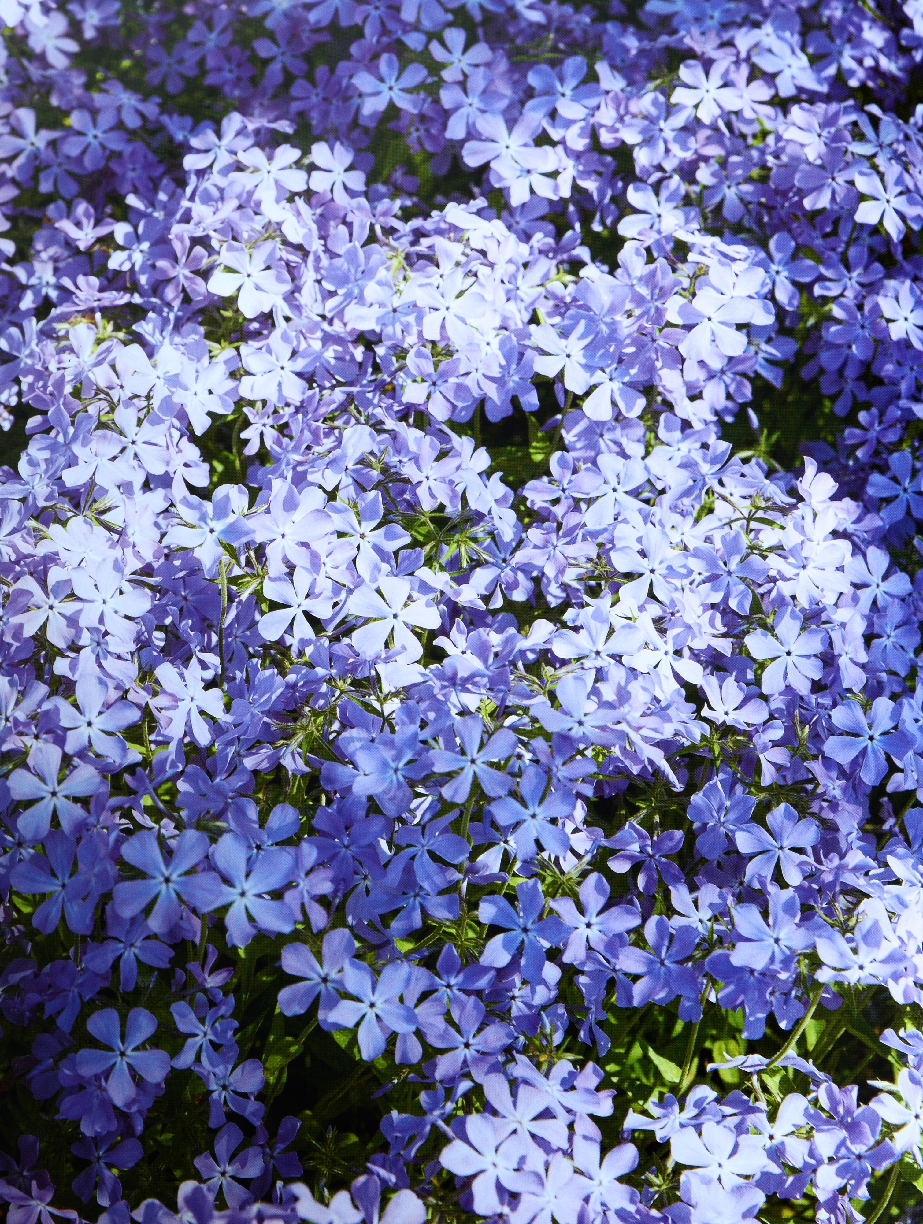 De la nature à l'art : Les jardins d'I Hill par Thomas Hill, 1ère éd. en vente 12