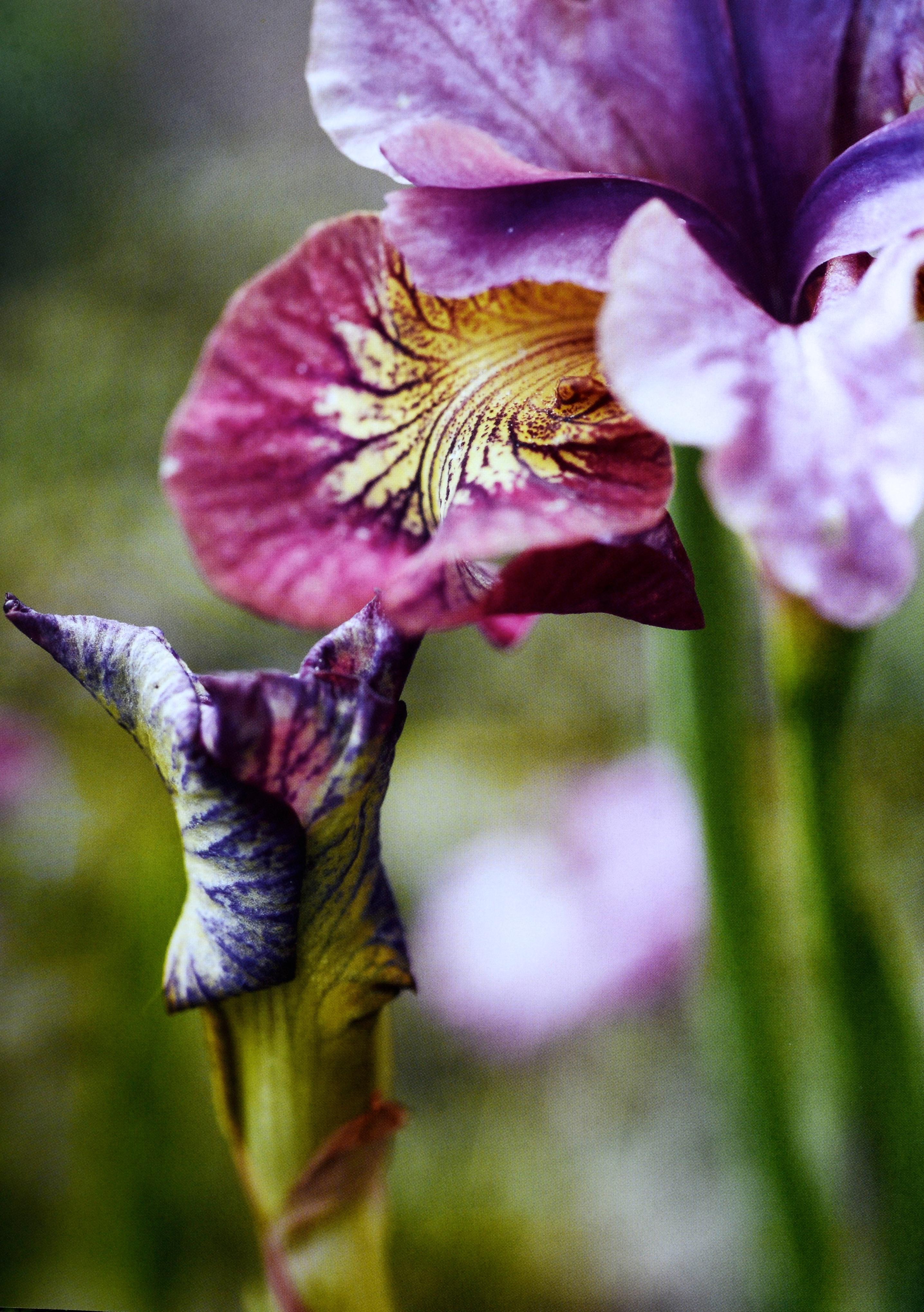 De la nature à l'art : Les jardins d'I Hill par Thomas Hill, 1ère éd. en vente 2