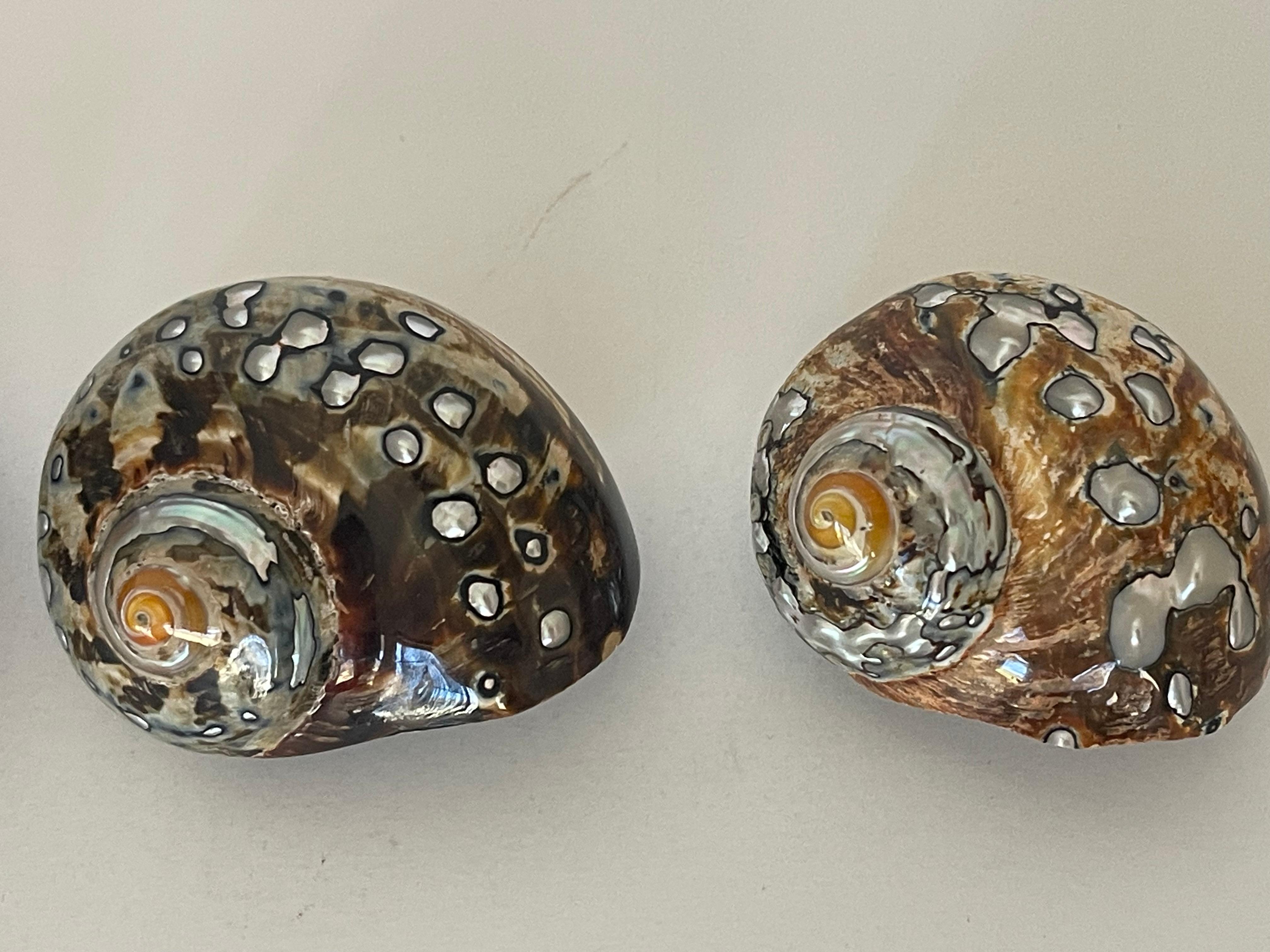 Americano Nature's Beauty - 3 conchiglie turbo in madreperla marrone in vendita