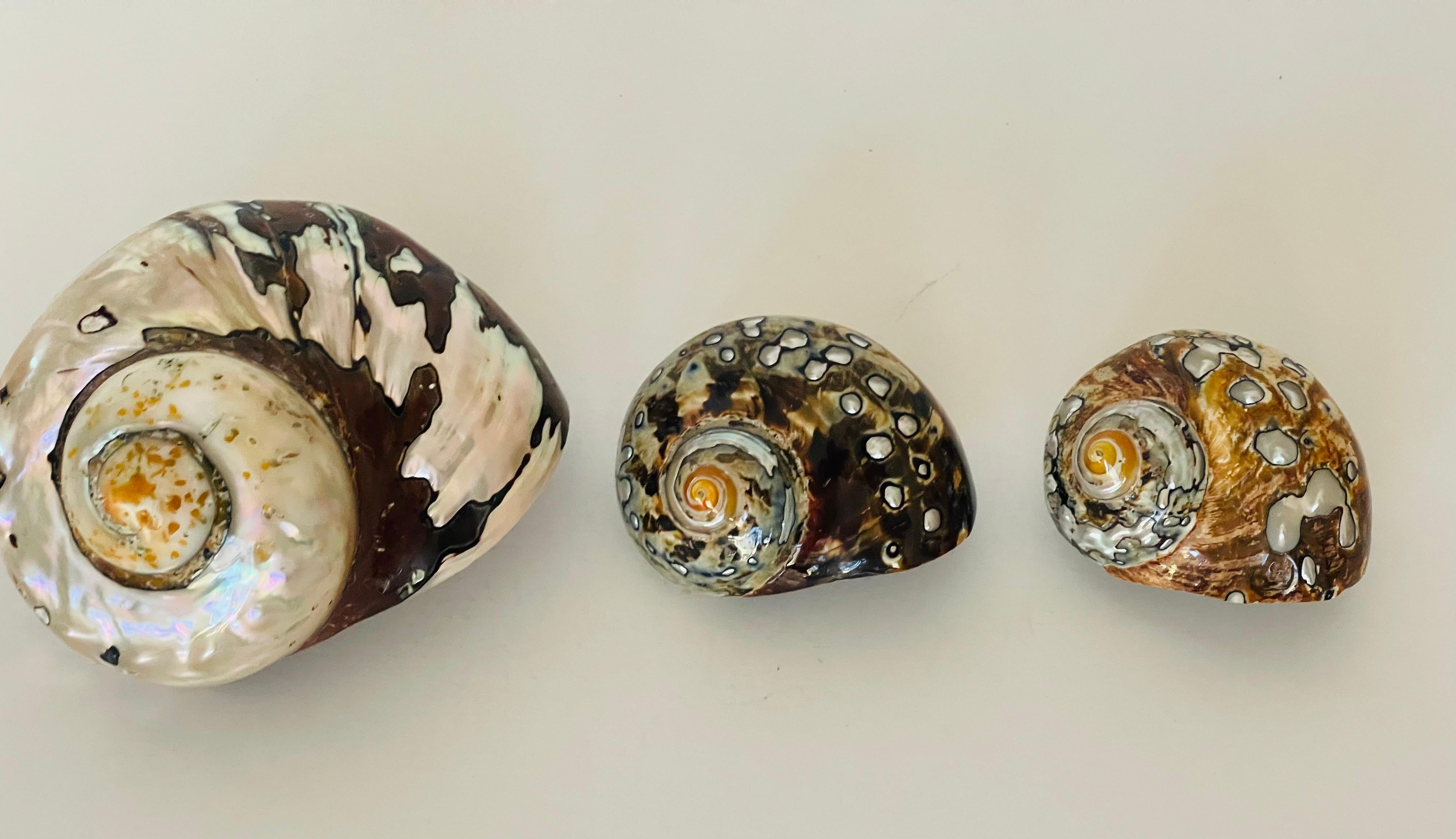 Fine XX secolo Nature's Beauty - 3 conchiglie turbo in madreperla marrone in vendita