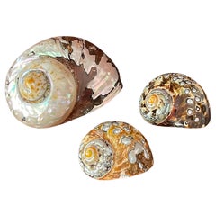 Nature's Beauty - 3 conchiglie turbo in madreperla marrone