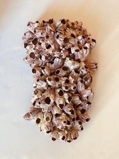 Natures Beauty Barnacle Clusters Wall Sculpture