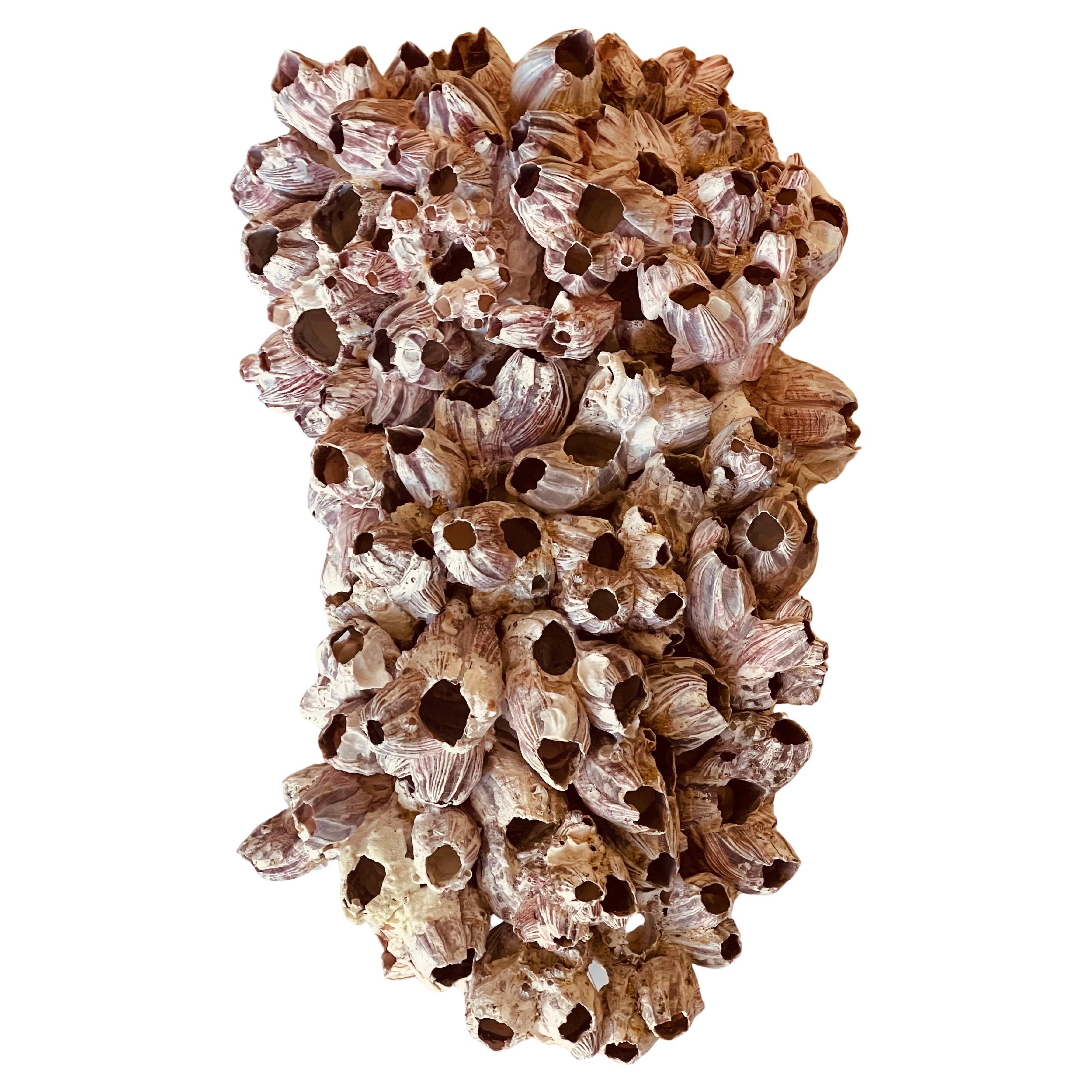 Natures Beauty Barnacle Clusters Wall Sculpture