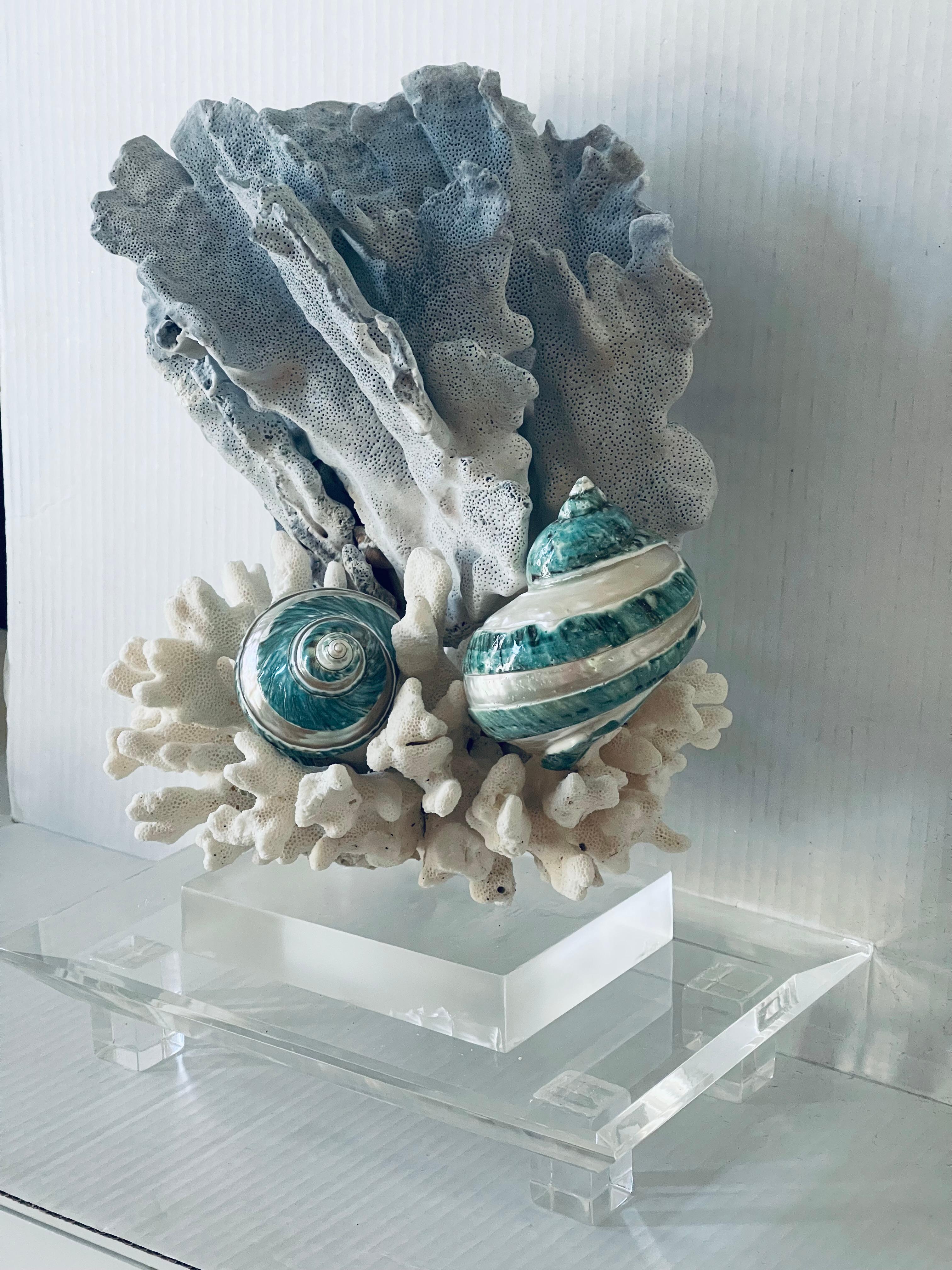 Esemplari marini organici moderni di Nature beauty su supporto in lucite personalizzato MCM. Corallo azzurro vintage,  Corallo bianco e 3 conchiglie turbo blu esemplari marini. Colore e bellezza naturali,