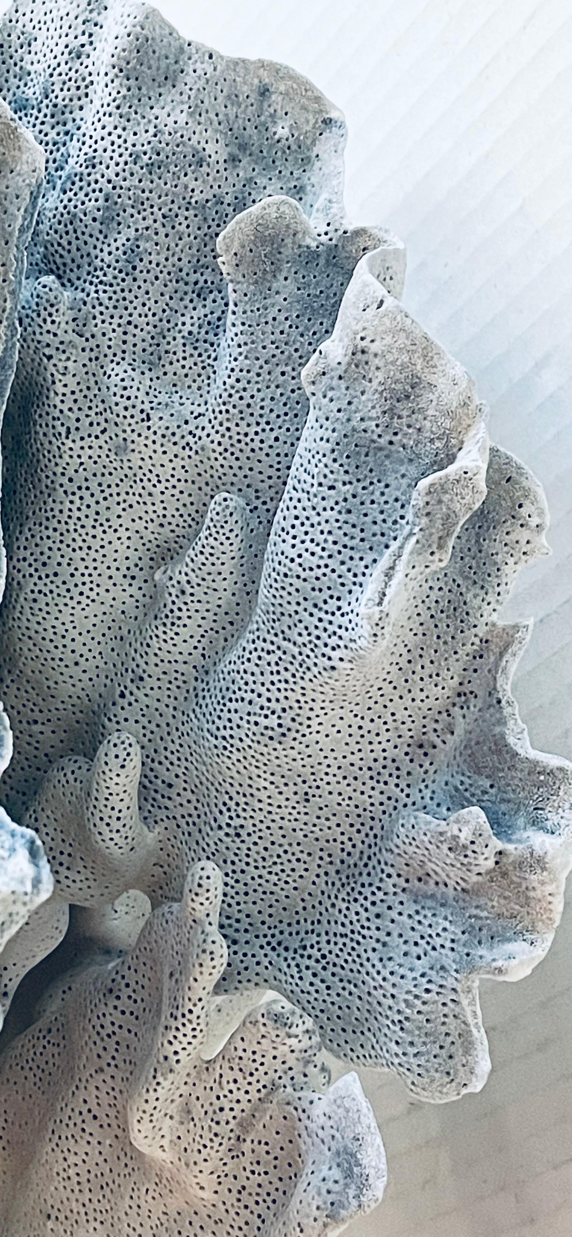 Organico moderno Nature Beauty  Esemplari di conchiglie di corallo blu e bianco su supporto di lucite personalizzato in vendita