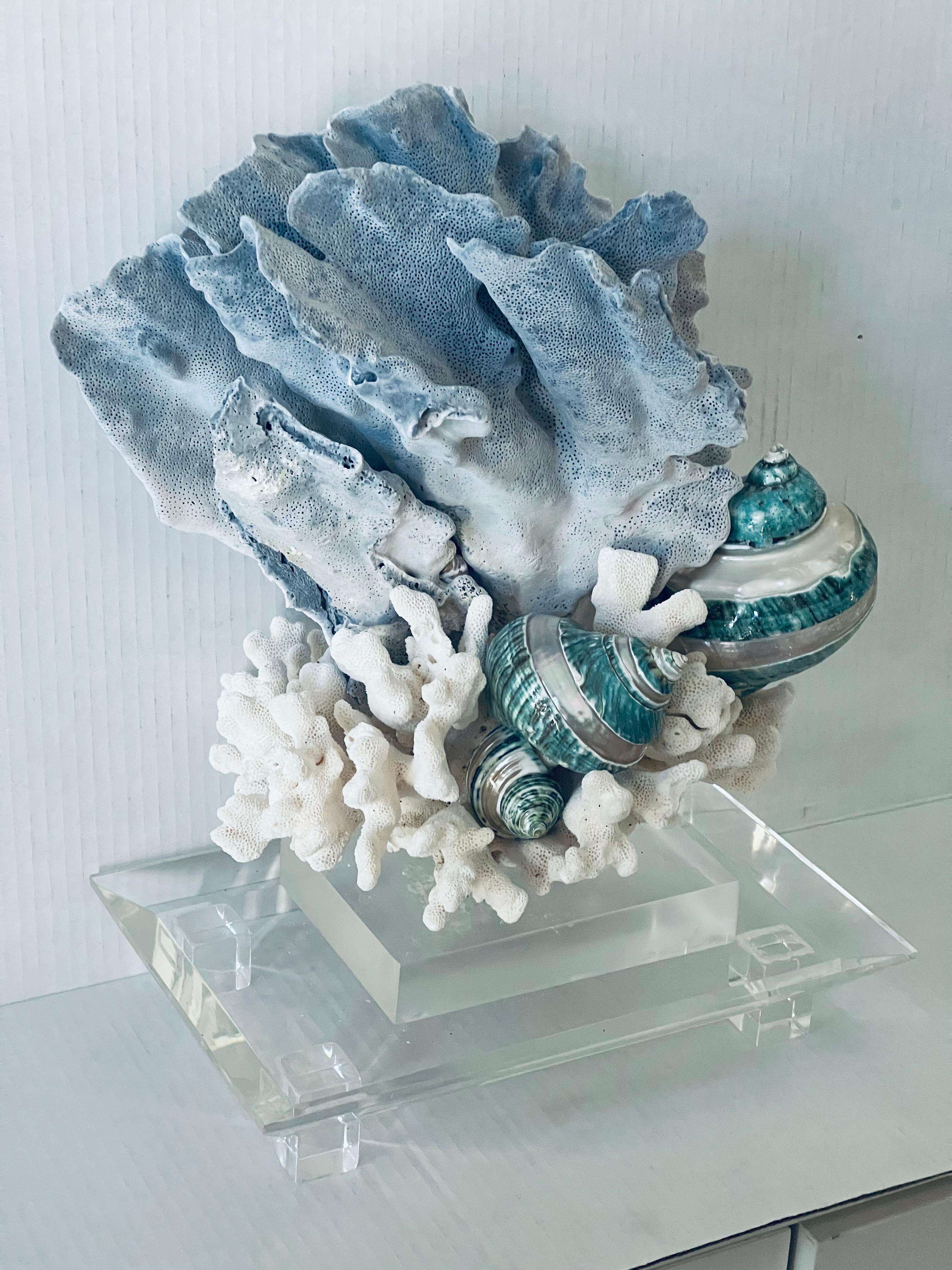 Metà XX secolo Nature Beauty  Esemplari di conchiglie di corallo blu e bianco su supporto di lucite personalizzato in vendita