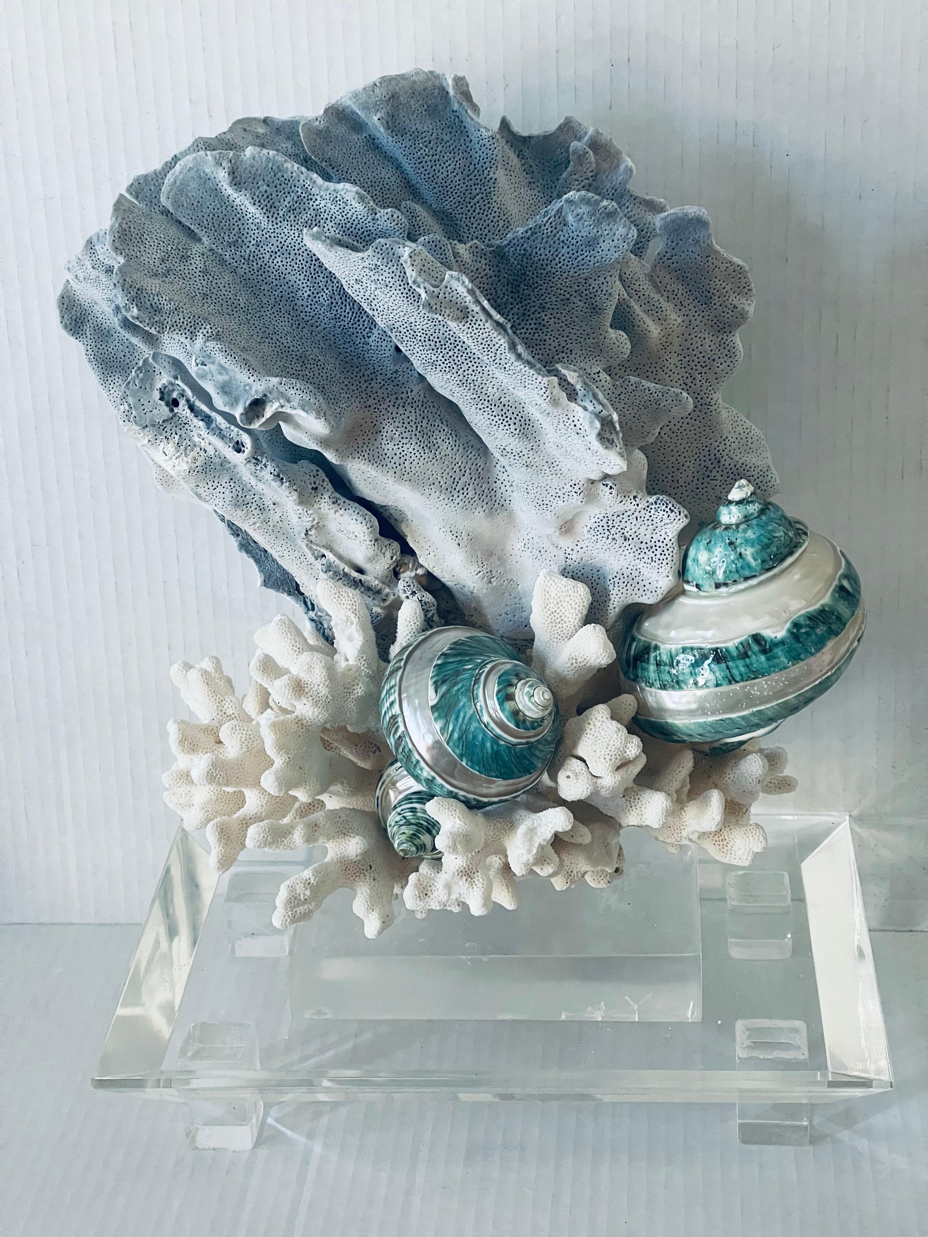 Corallo Nature Beauty  Esemplari di conchiglie di corallo blu e bianco su supporto di lucite personalizzato in vendita