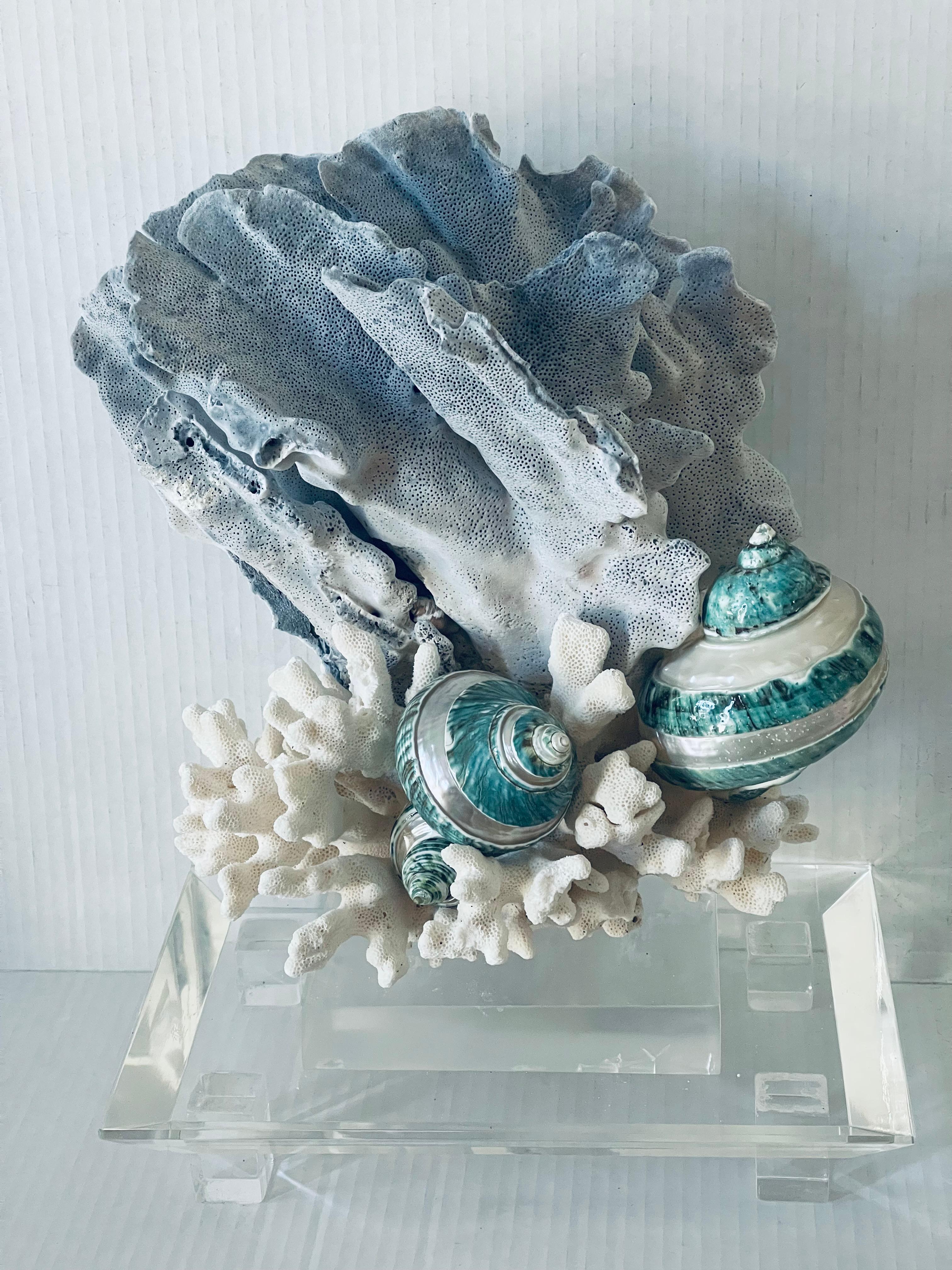 Nature Beauty  Esemplari di conchiglie di corallo blu e bianco su supporto di lucite personalizzato in vendita 1