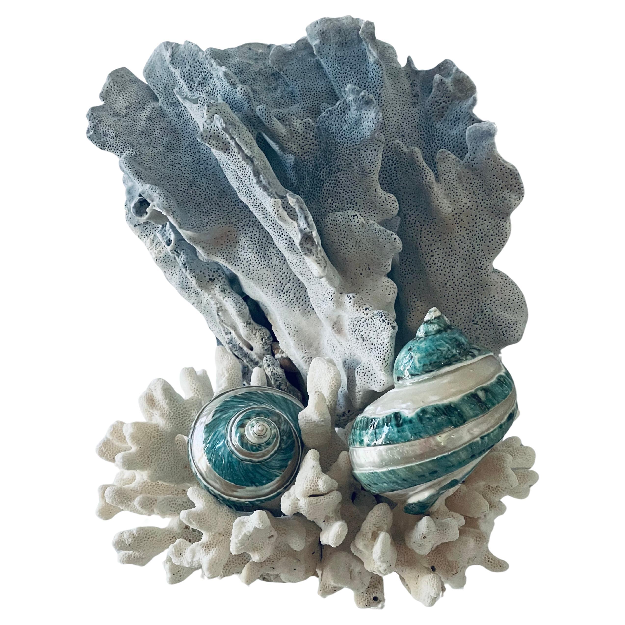 Beauté de la nature  Corail bleu Corail blanc Coquillages spécimens sur Stand Lucite personnalisé