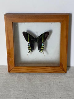 Nature’s Beauty Butterfly in Double Glass Frame