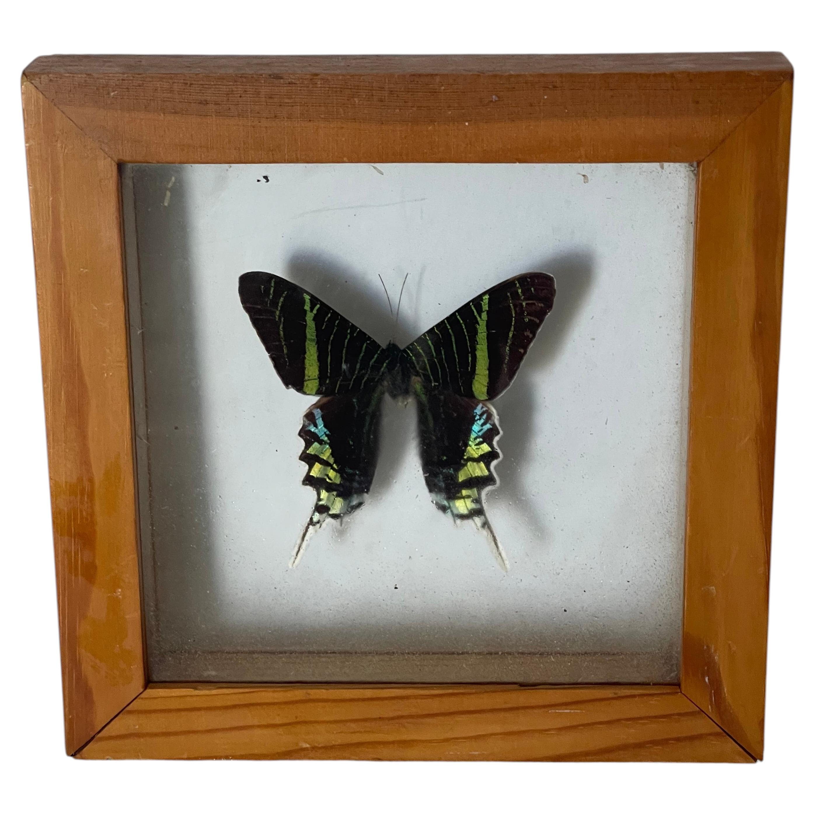 Vintage Butterfly Taxidermy - 11 For Sale on 1stDibs | butterfly