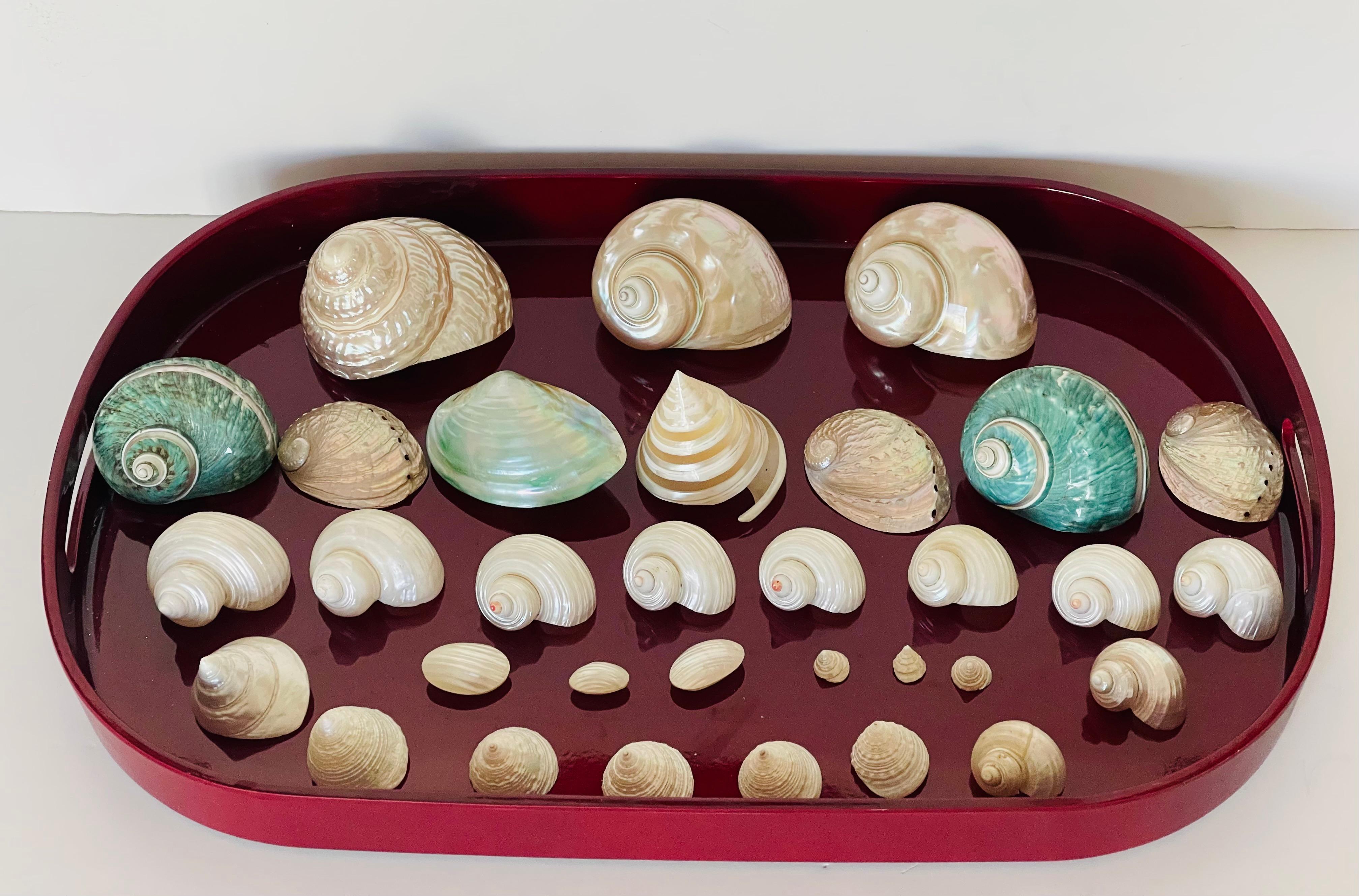 Collezione di conchiglie di grande bellezza Nature. Conchiglie di madreperla grandi, medie e piccole di diverse forme, lucidate. Su un vassoio di lacca rossa. Ottimo set decorativo e da collezione.