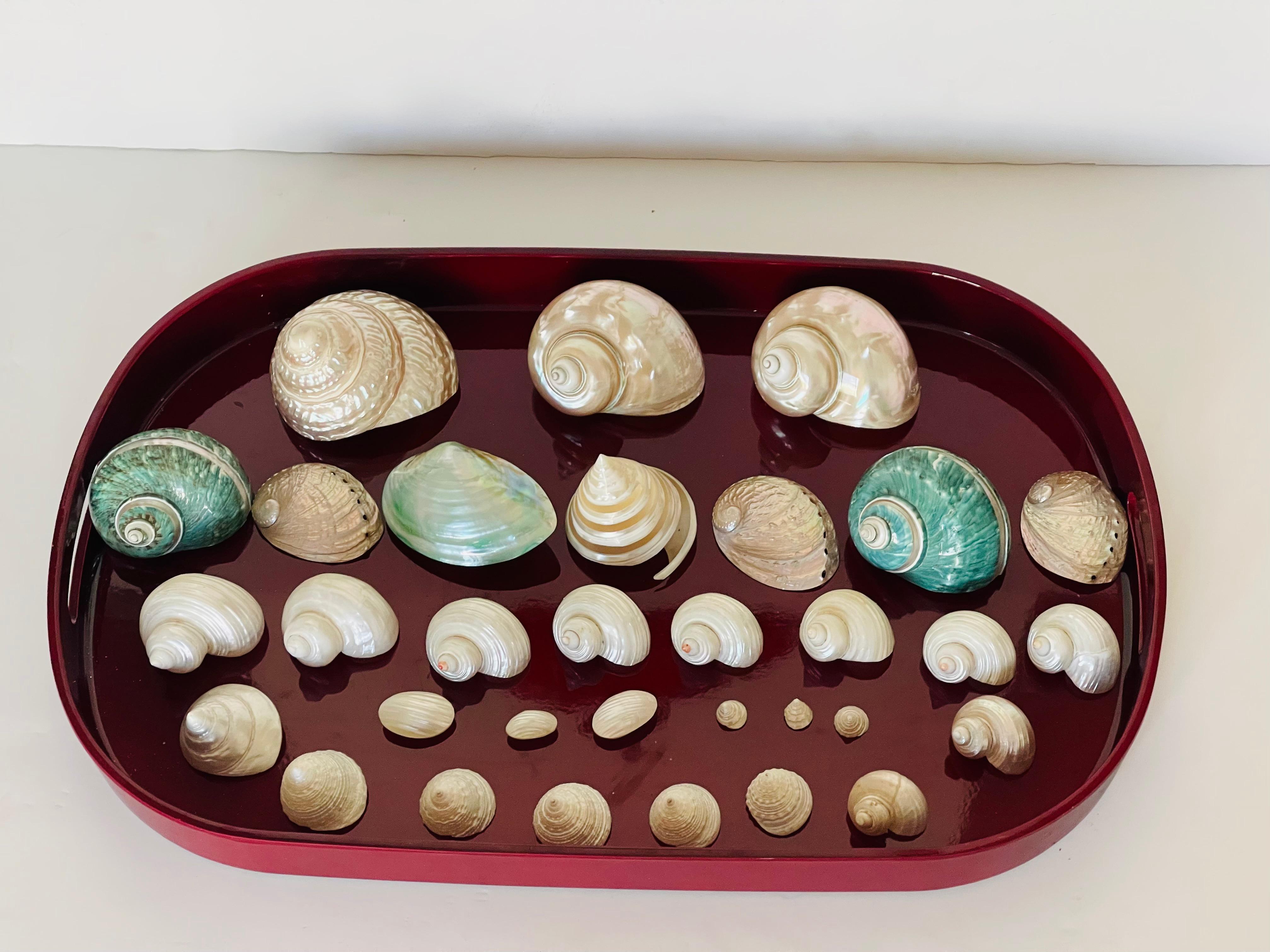 Organico moderno Natures Beauty/ - Collezione di conchiglie di mare Mother'S su un vassoio in vendita
