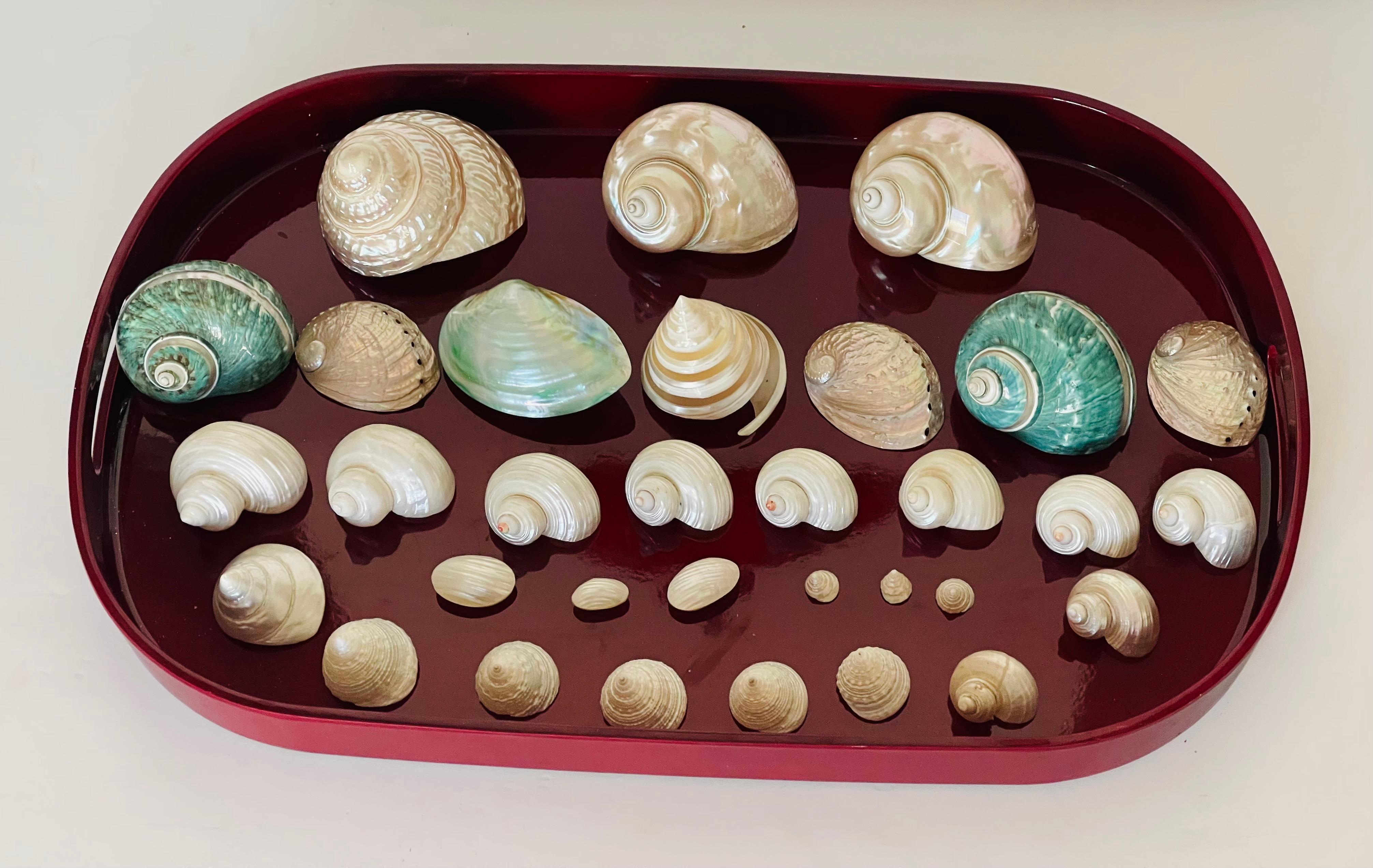 Americano Natures Beauty/ - Collezione di conchiglie di mare Mother'S su un vassoio in vendita
