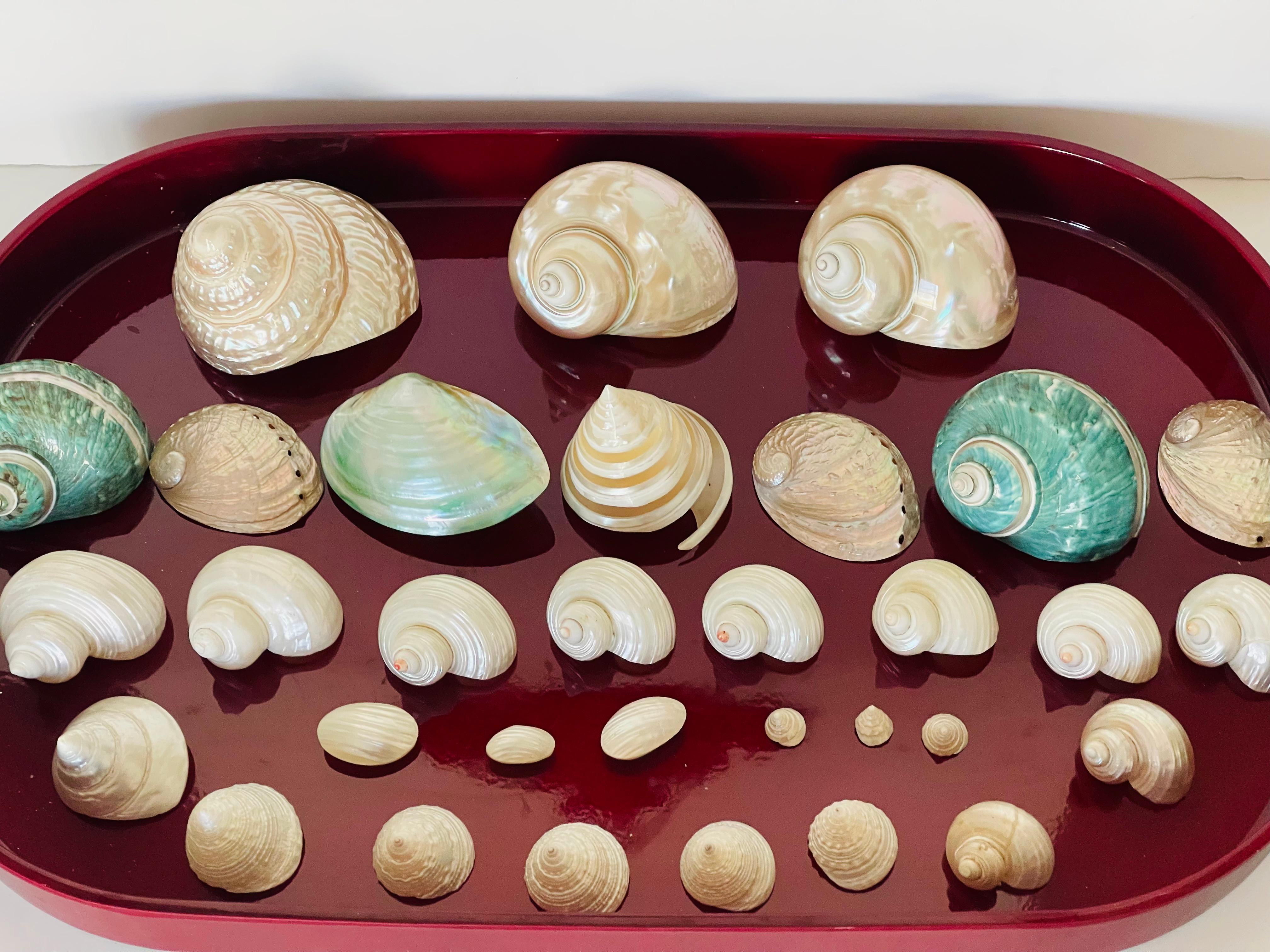 Natures Beauty/ - Collezione di conchiglie di mare Mother'S su un vassoio In condizioni buone in vendita a Boca Raton, FL