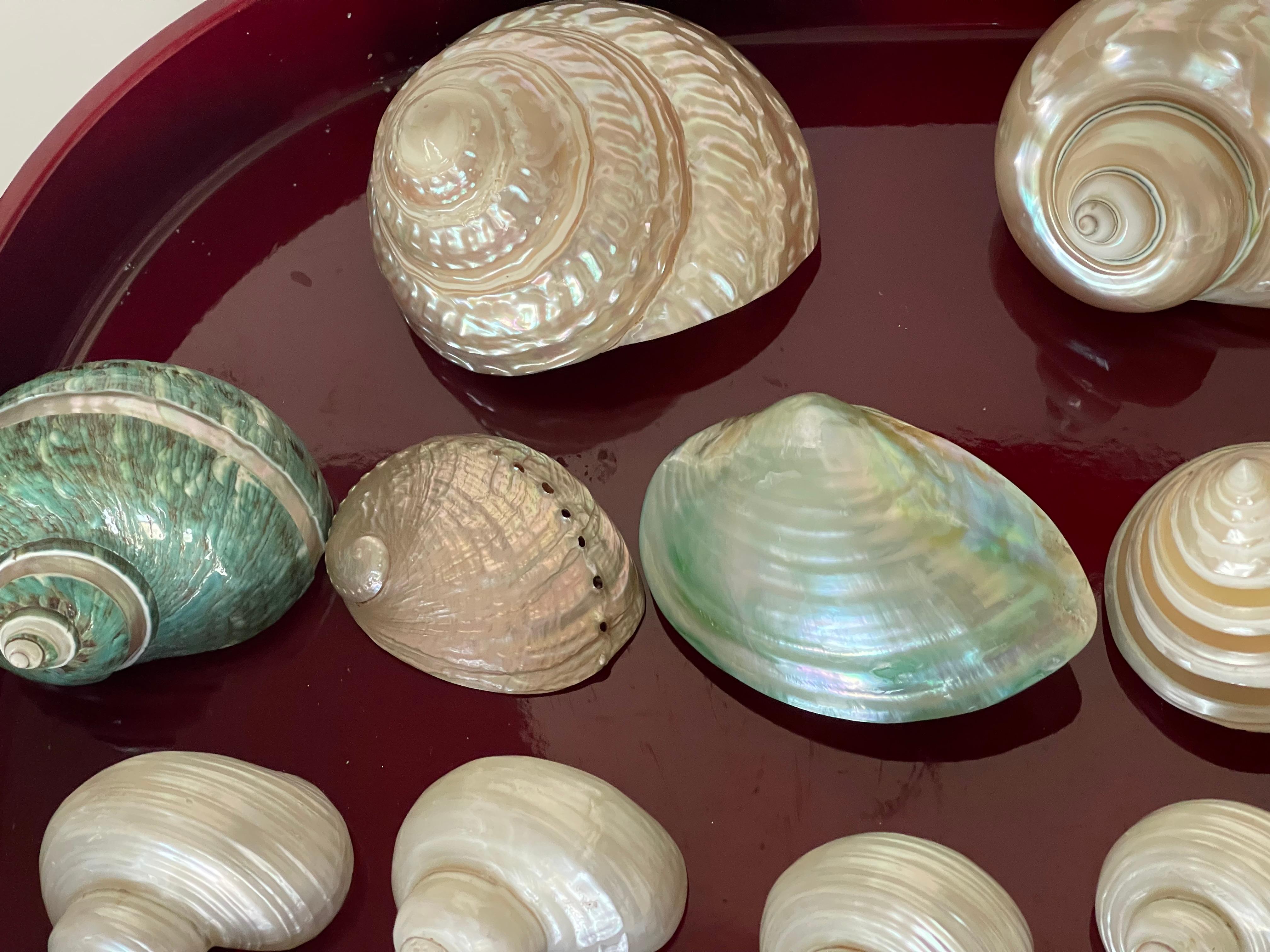 Fine XX secolo Natures Beauty/ - Collezione di conchiglie di mare Mother'S su un vassoio in vendita