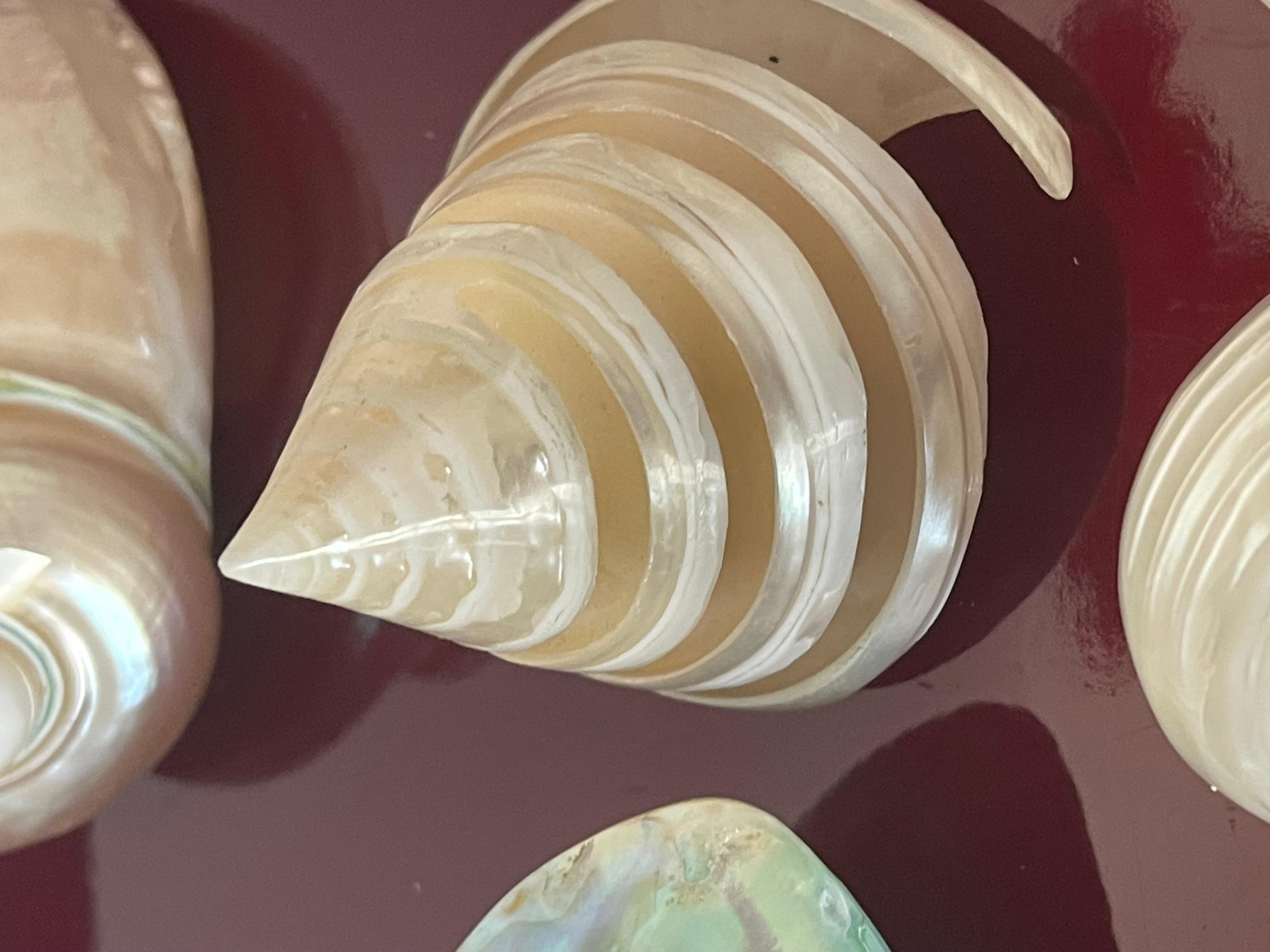 Conchiglia Natures Beauty/ - Collezione di conchiglie di mare Mother'S su un vassoio in vendita